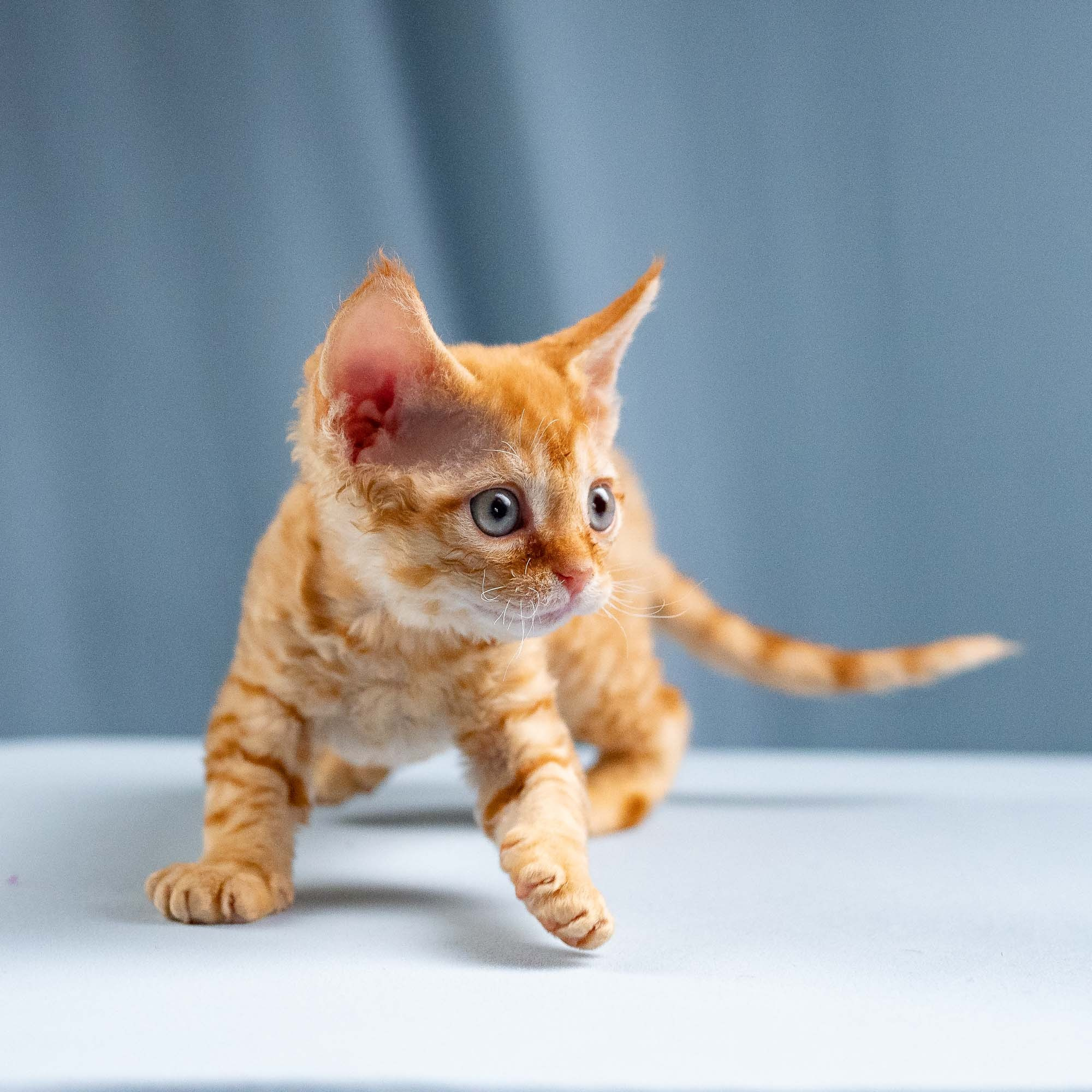 Jackie, boy, born 06.25.2025. Devon Rex Pixie Cattery