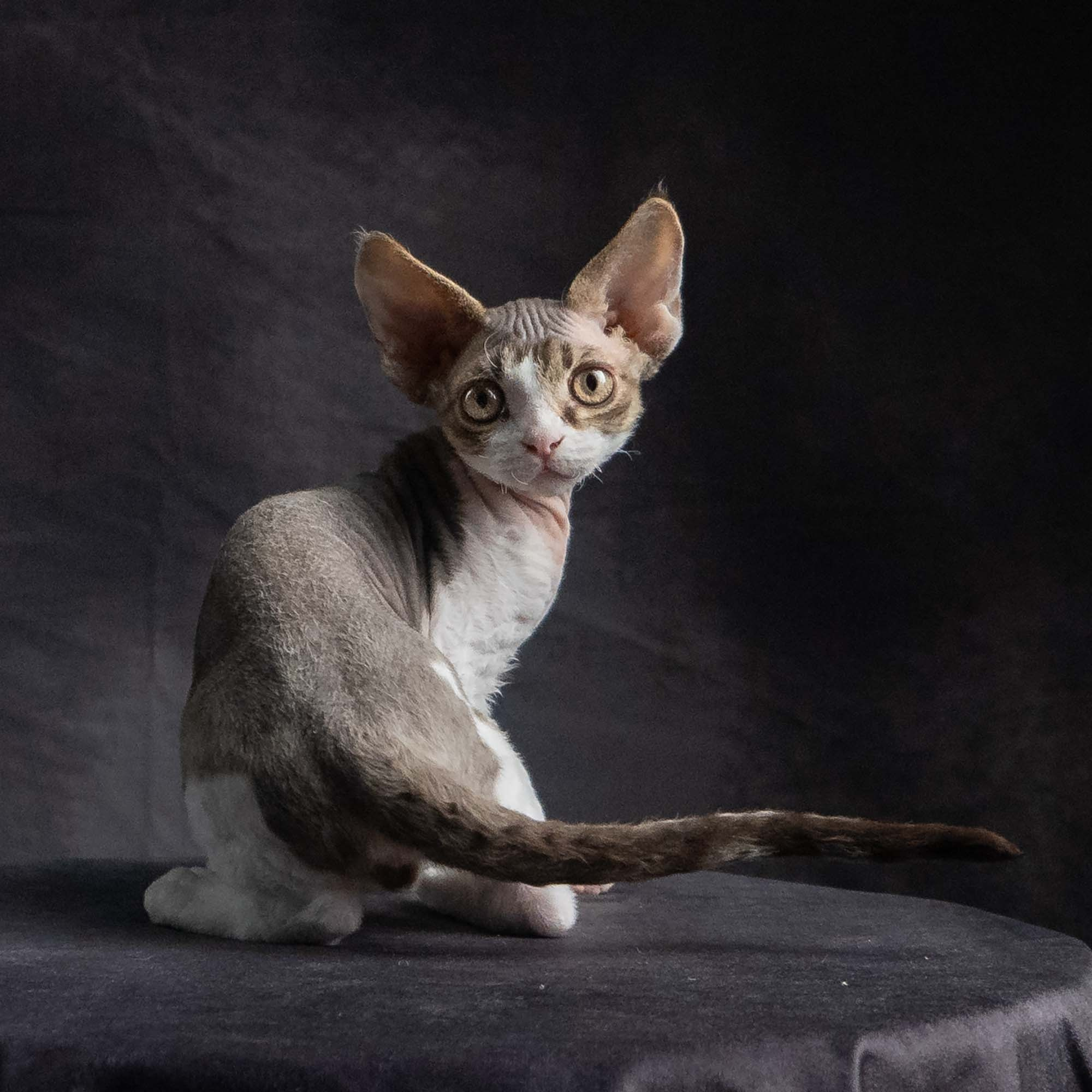 Eddie, boy, born on 06.09.24 Sold. Devon Rex Pixie Cattery