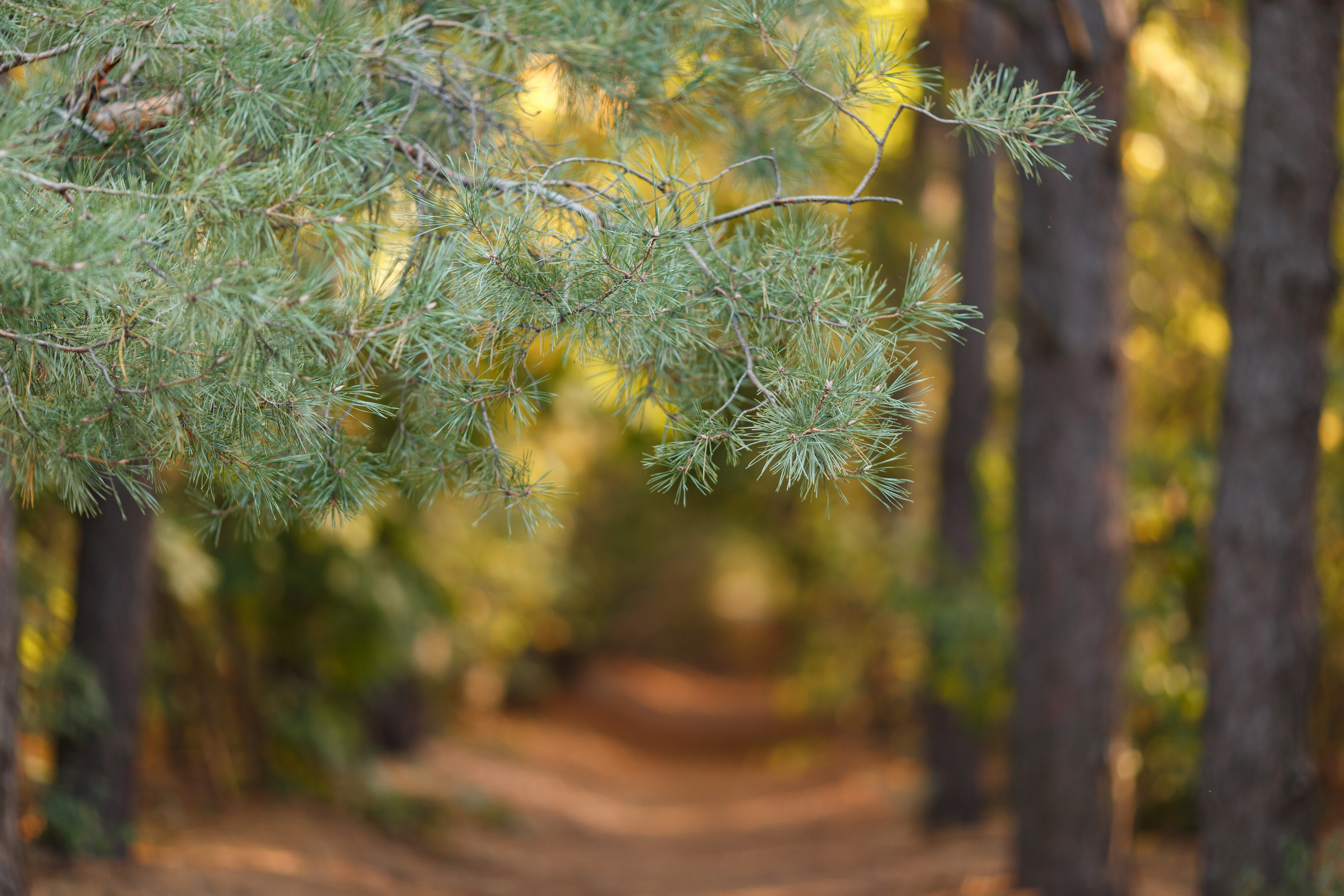 Свадьба Регины и Валентина — Свадебный фотограф Запорожье Photoduet Su. Свадебный фотограф в Запорожье Photoduet Sunday