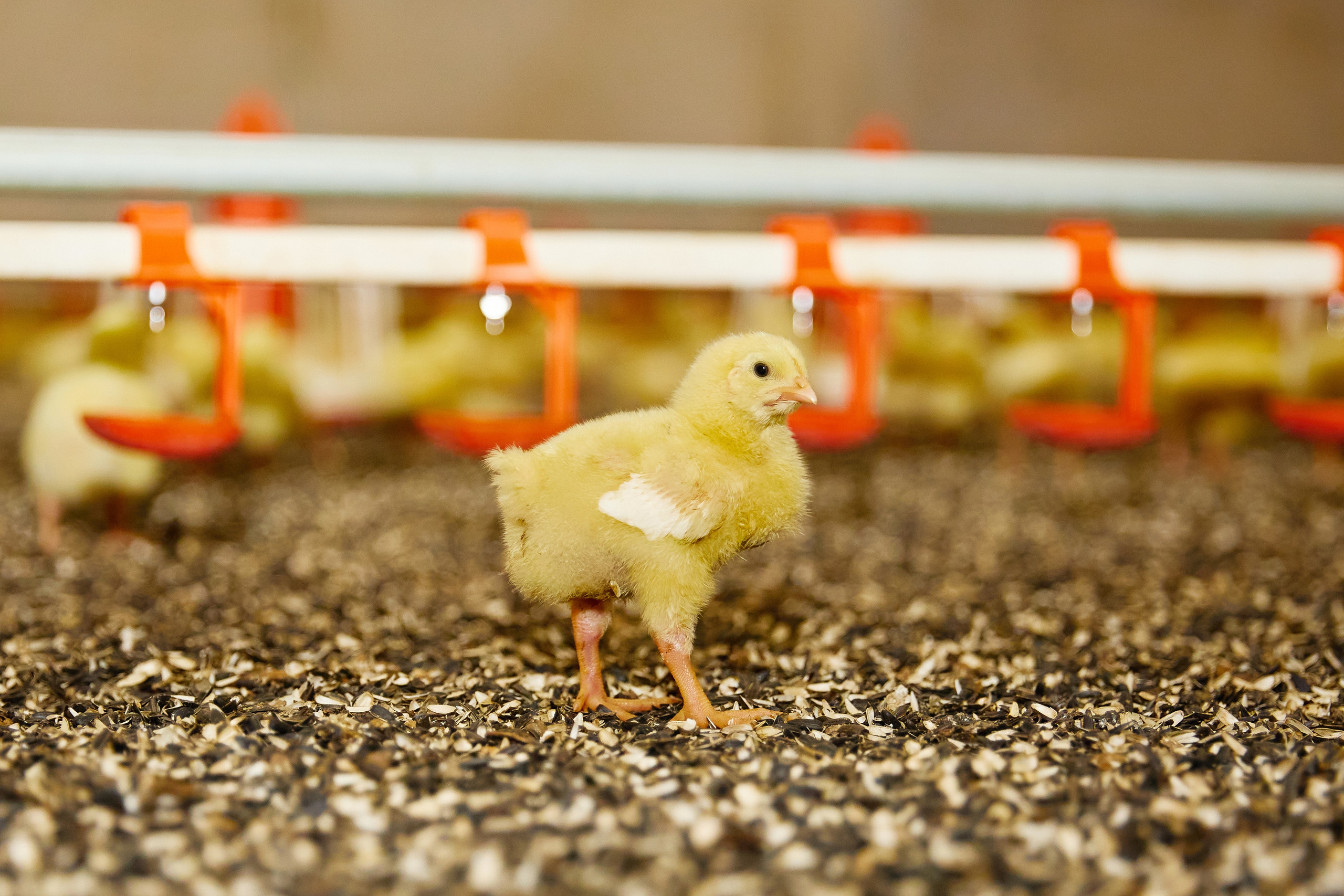 Комплексна фотосесія для птахокомплексу «Дніпровський» (1)