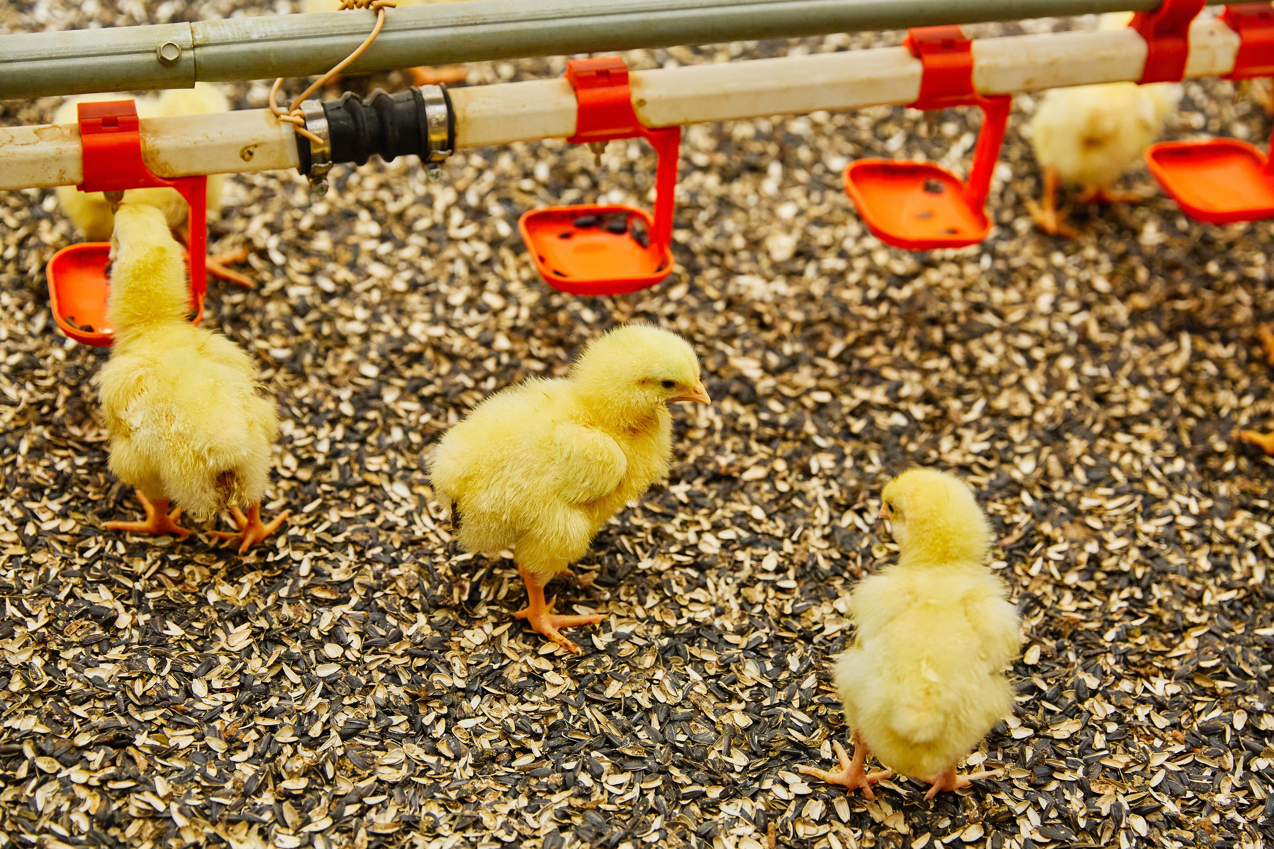 Комплексна фотосесія для птахокомплексу «Дніпровський» (1)