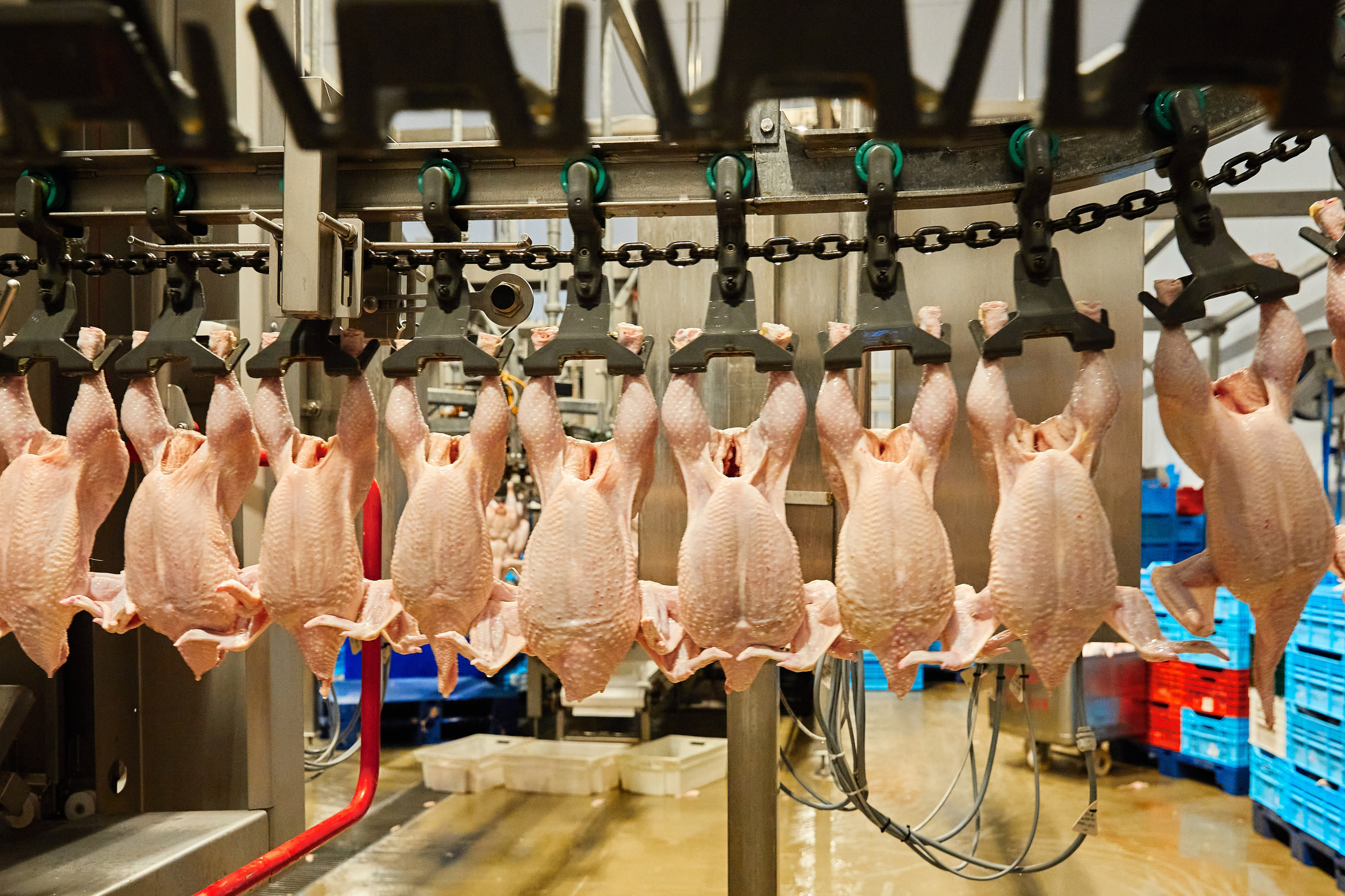 Комплексна фотосесія для птахокомплексу «Дніпровський» (1)