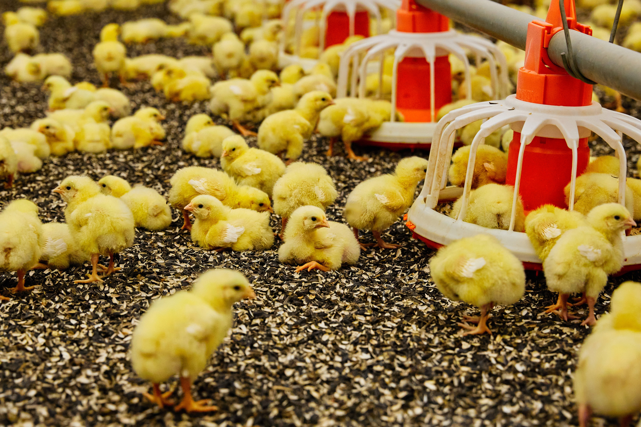 Комплексна фотосесія для птахокомплексу «Дніпровський» (1)