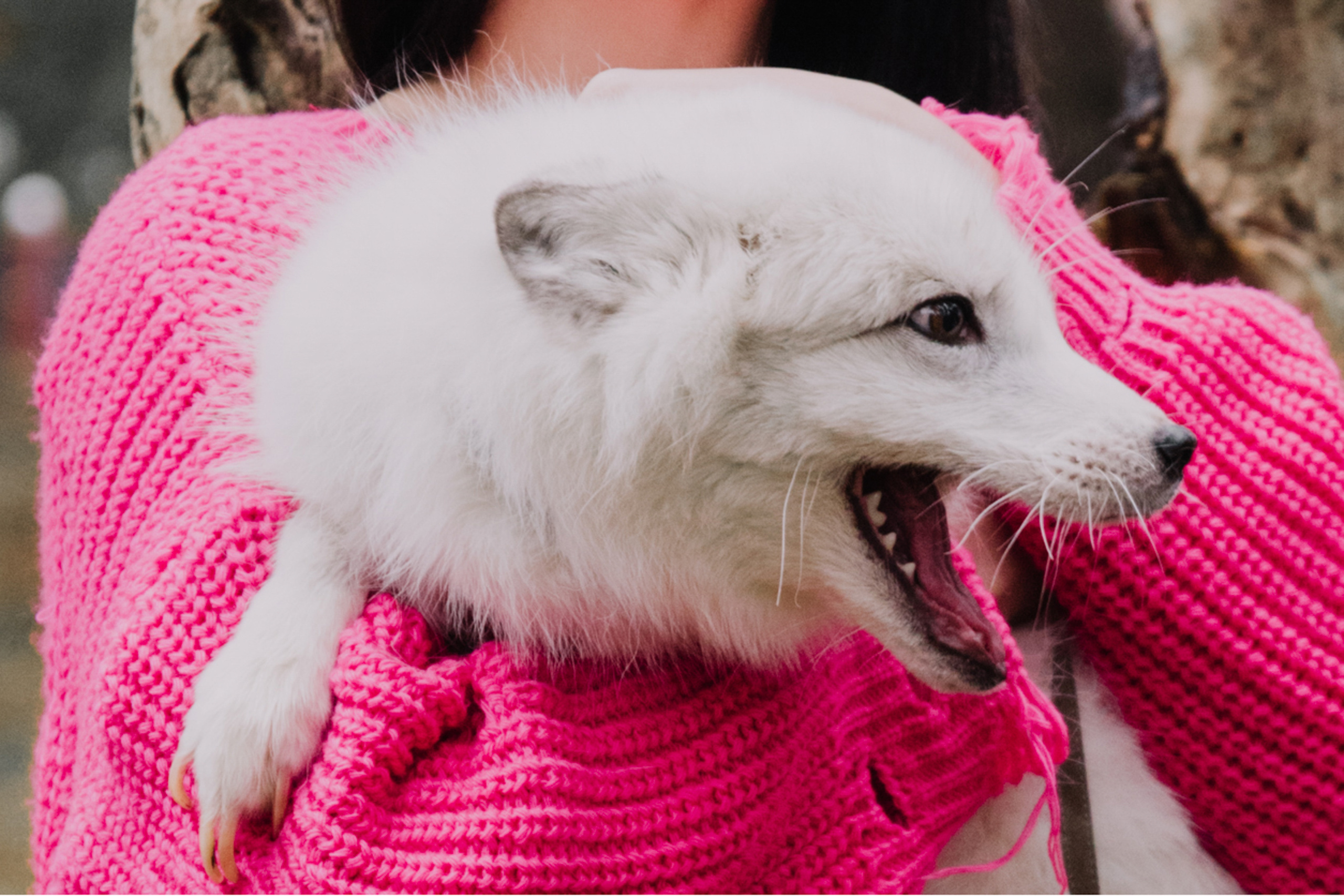 Кікі. Фотограф Анастасія Залужна | Манхайм