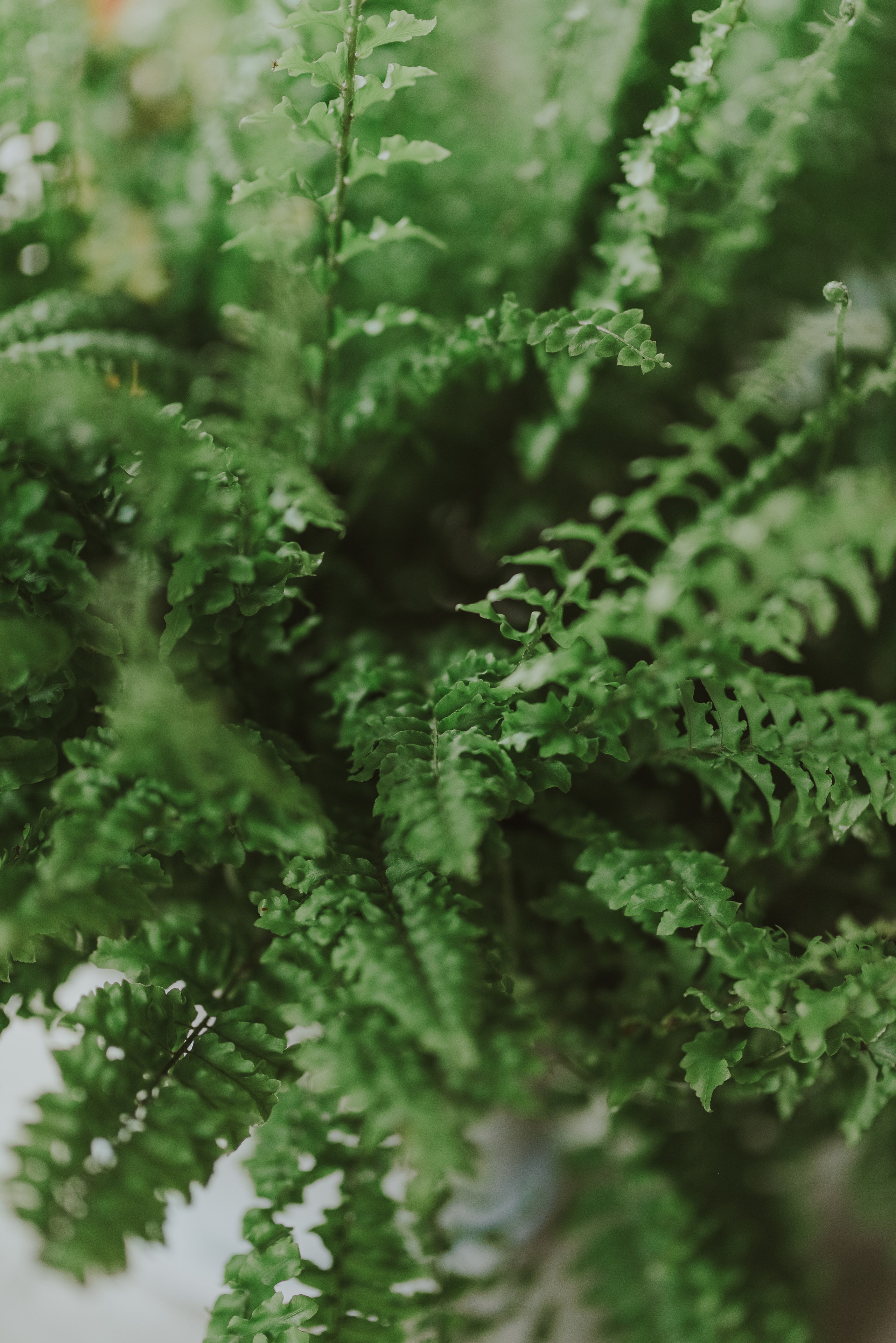 Blueberry Duck Milanówek. Naturalnie pięknie - Klaudia Rowicka