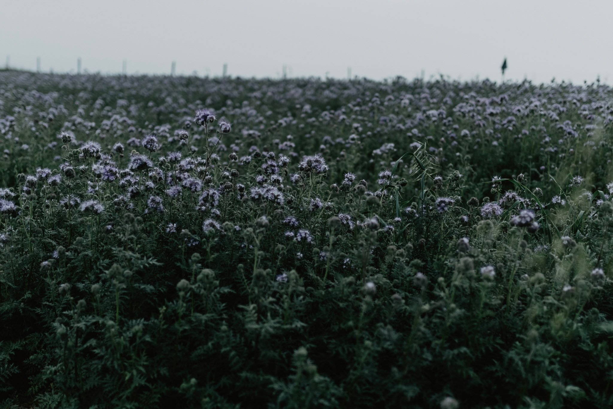 Sylwia & Tomek - Plener Ślubny w Pieninach. Naturalnie pięknie - Klaudia Rowicka