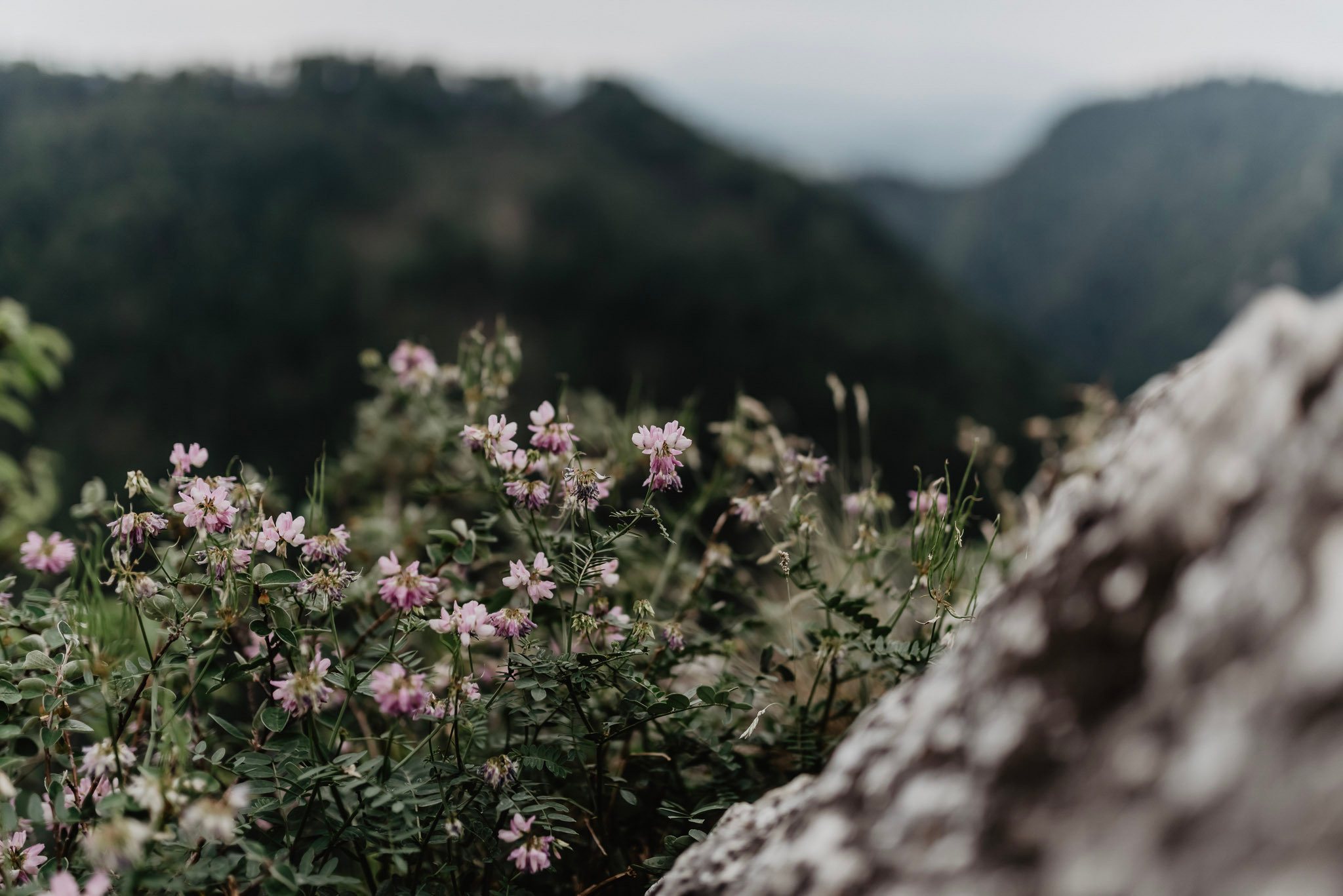 Sylwia & Tomek - Plener Ślubny w Pieninach. Naturalnie pięknie - Klaudia Rowicka