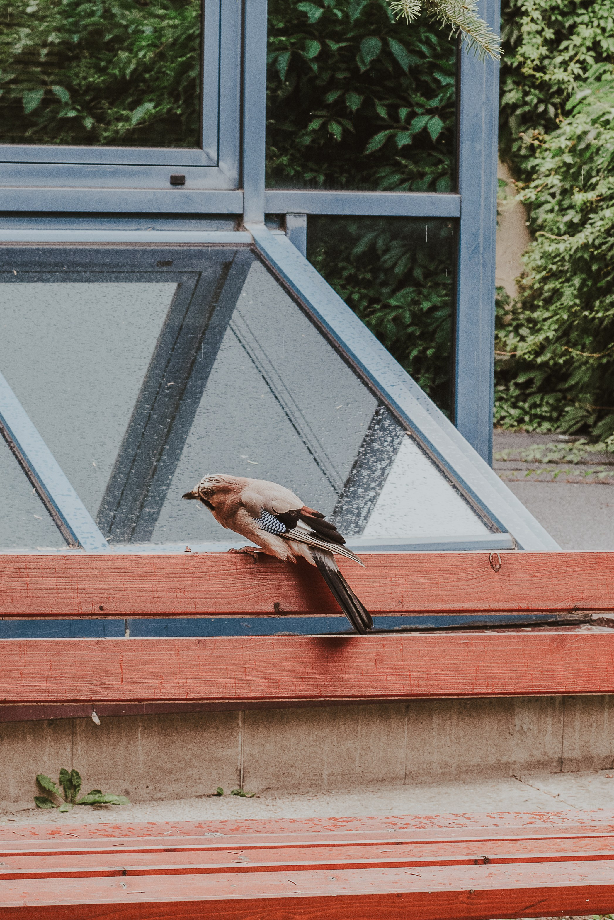 Blueberry Duck Milanówek. Naturalnie pięknie - Klaudia Rowicka