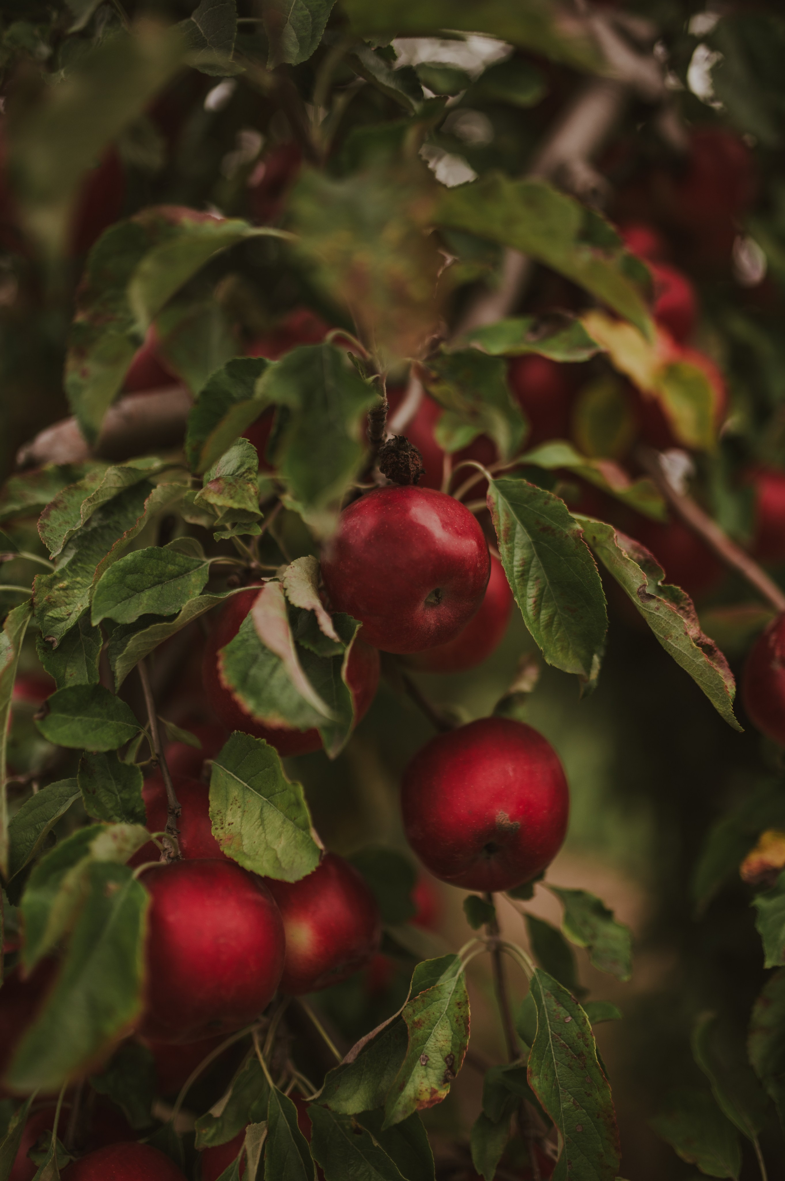 Ewa. Naturalnie pięknie - Klaudia Rowicka
