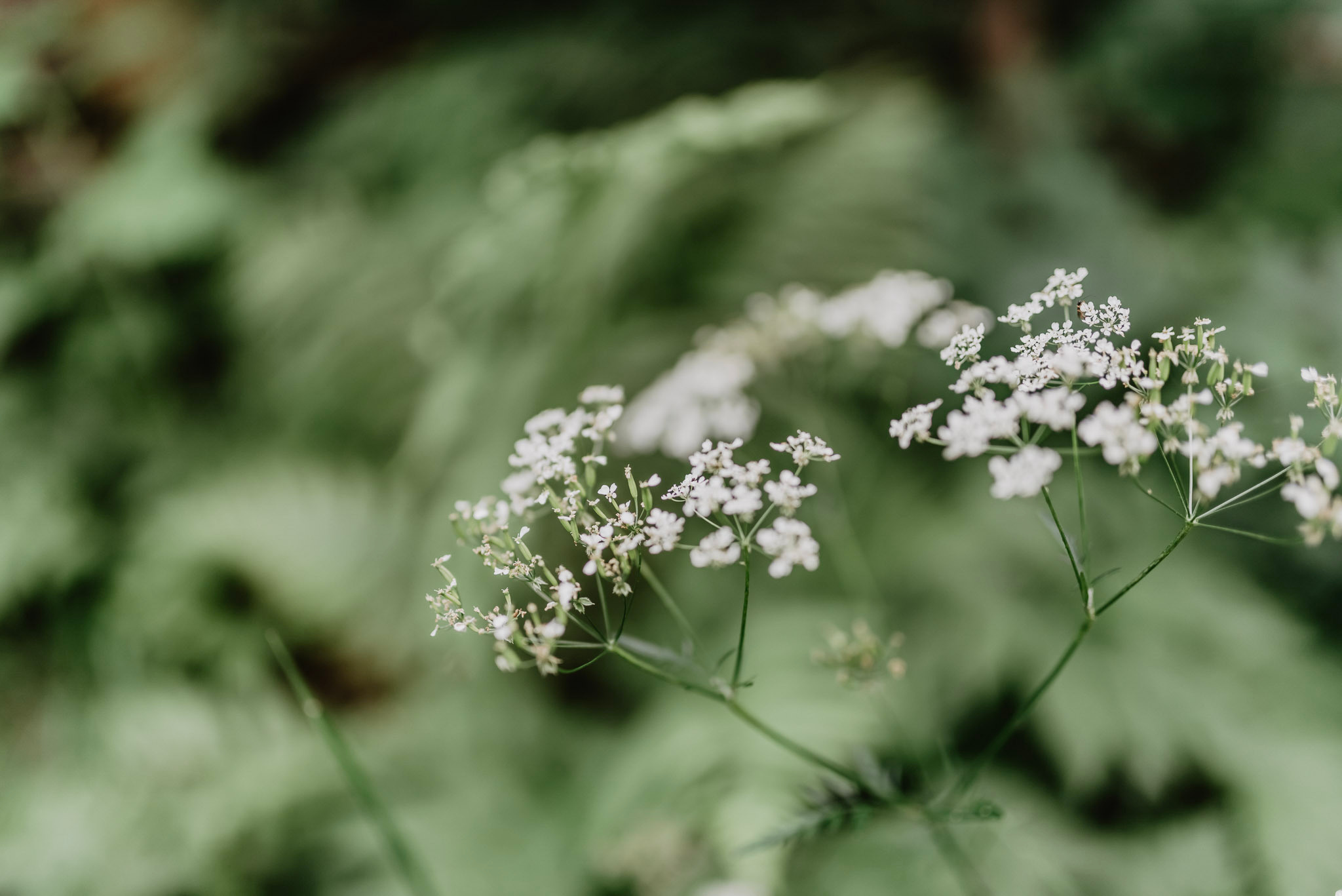 Sylwia & Tomek - Plener Ślubny w Pieninach. Naturalnie pięknie - Klaudia Rowicka