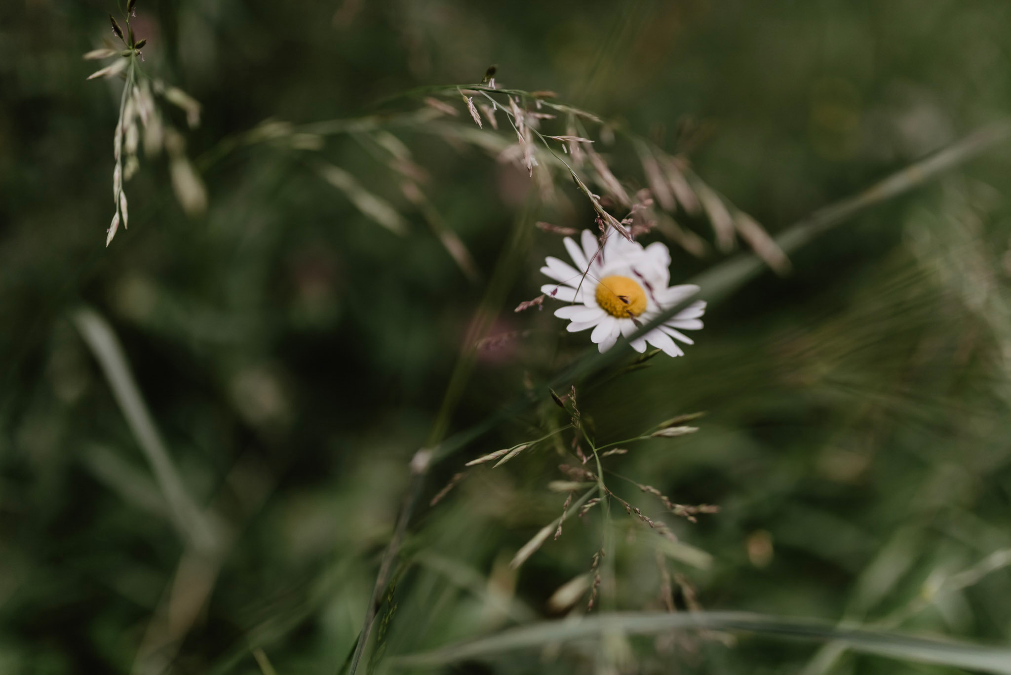 Sylwia & Tomek - Plener Ślubny w Pieninach. Naturalnie pięknie - Klaudia Rowicka