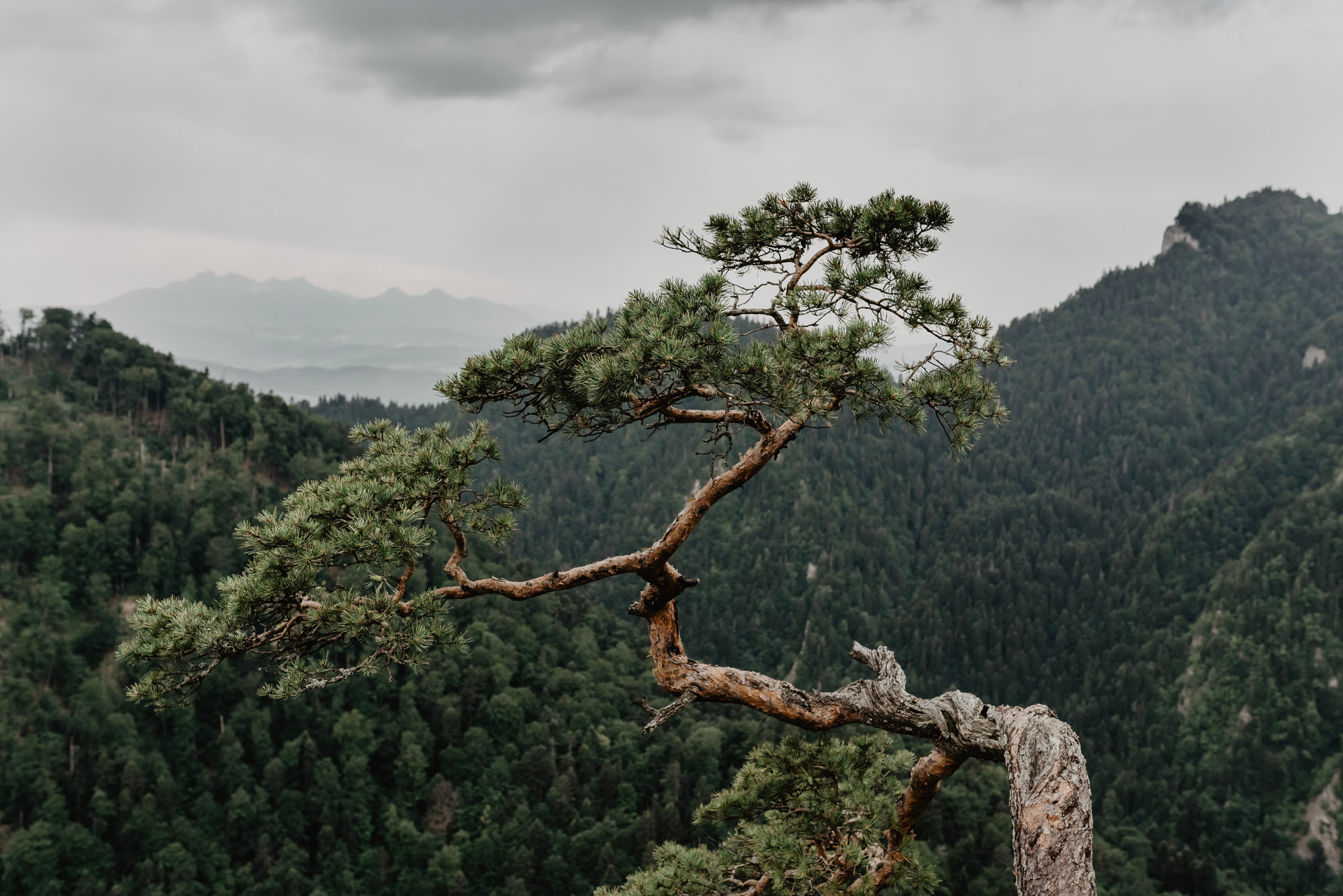 Sylwia & Tomek - Plener Ślubny w Pieninach. Naturalnie pięknie - Klaudia Rowicka