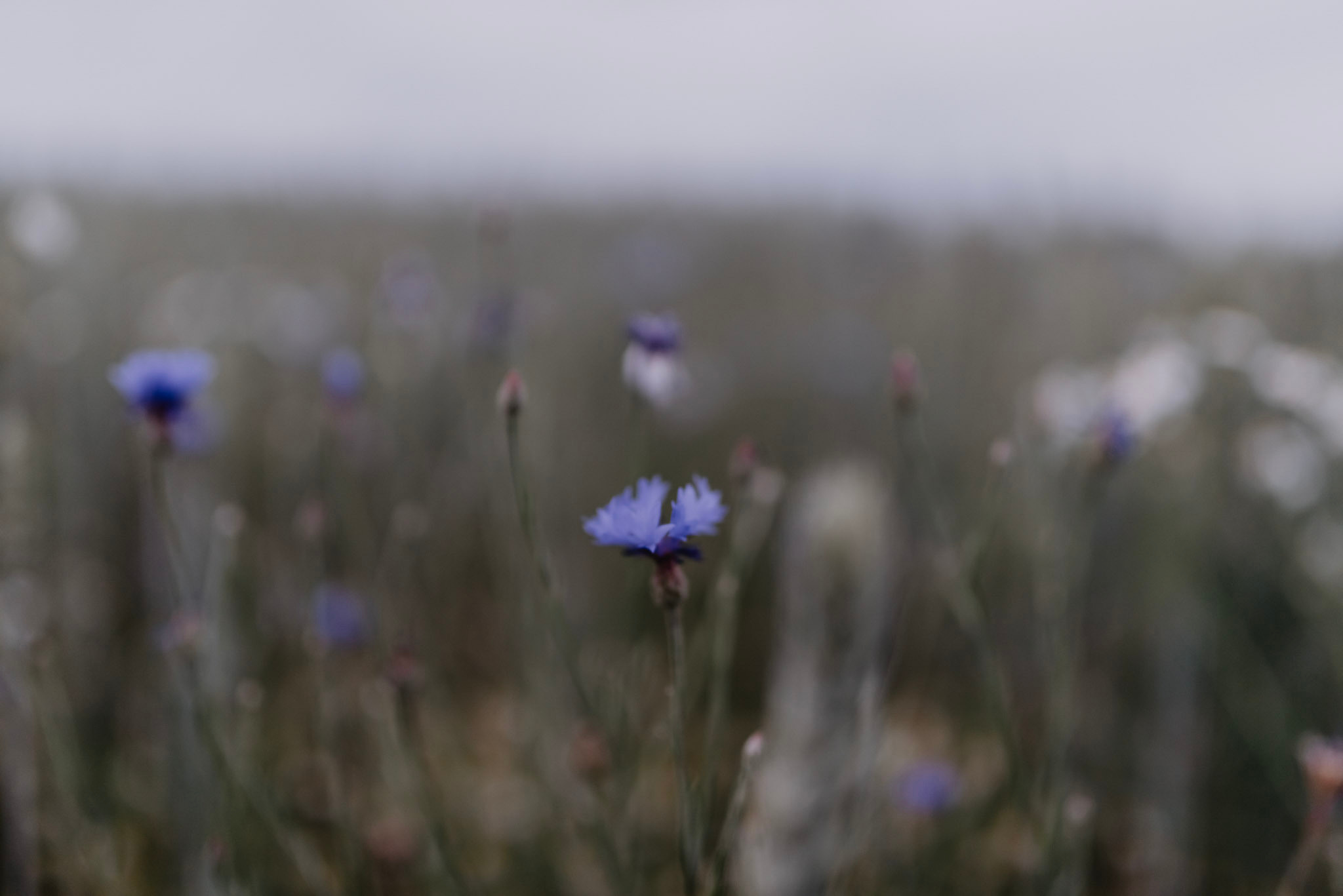 Sylwia & Tomek - Plener Ślubny w Pieninach. Naturalnie pięknie - Klaudia Rowicka