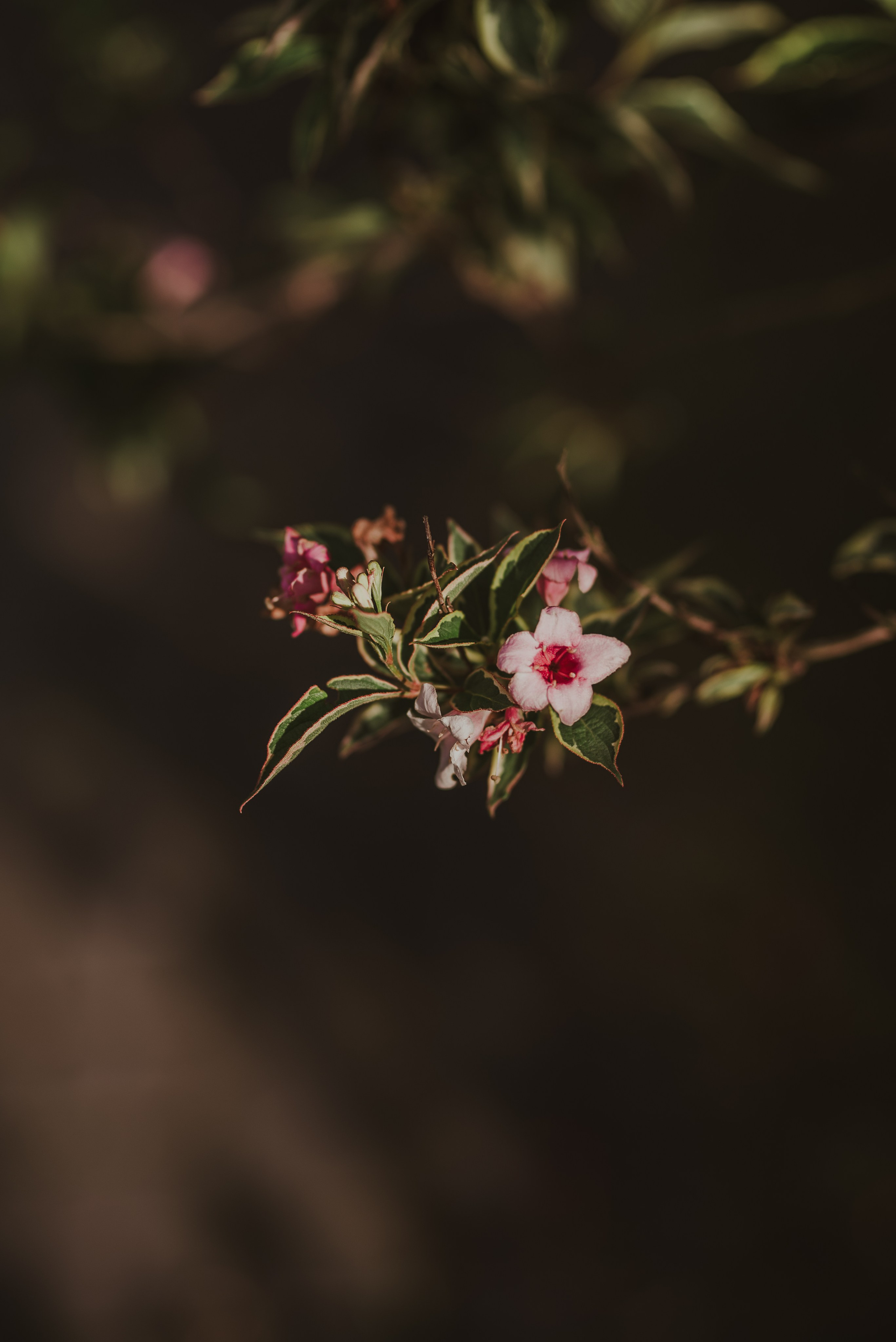 Blueberry Duck Milanówek. Naturalnie pięknie - Klaudia Rowicka