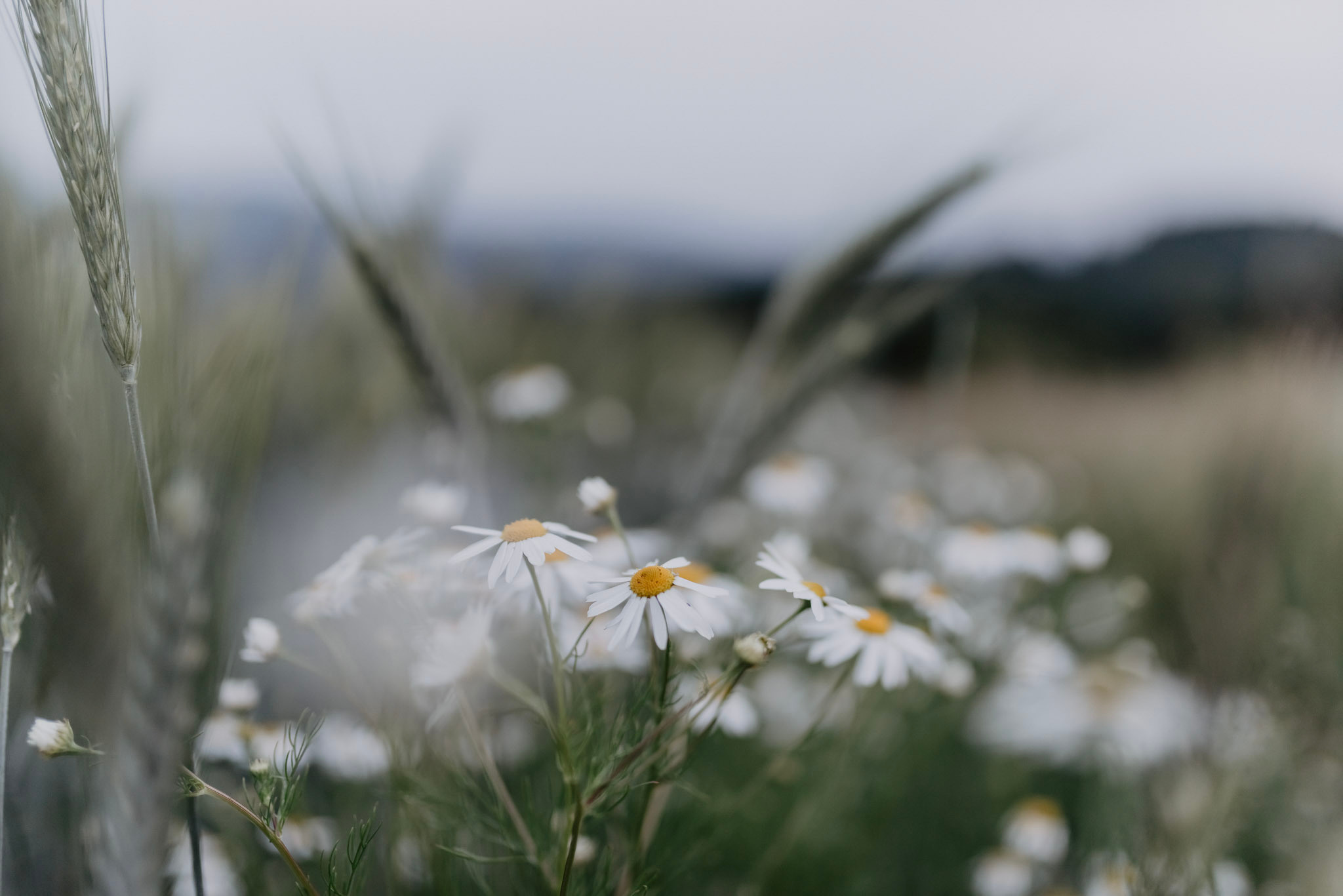Sylwia & Tomek - Plener Ślubny w Pieninach. Naturalnie pięknie - Klaudia Rowicka