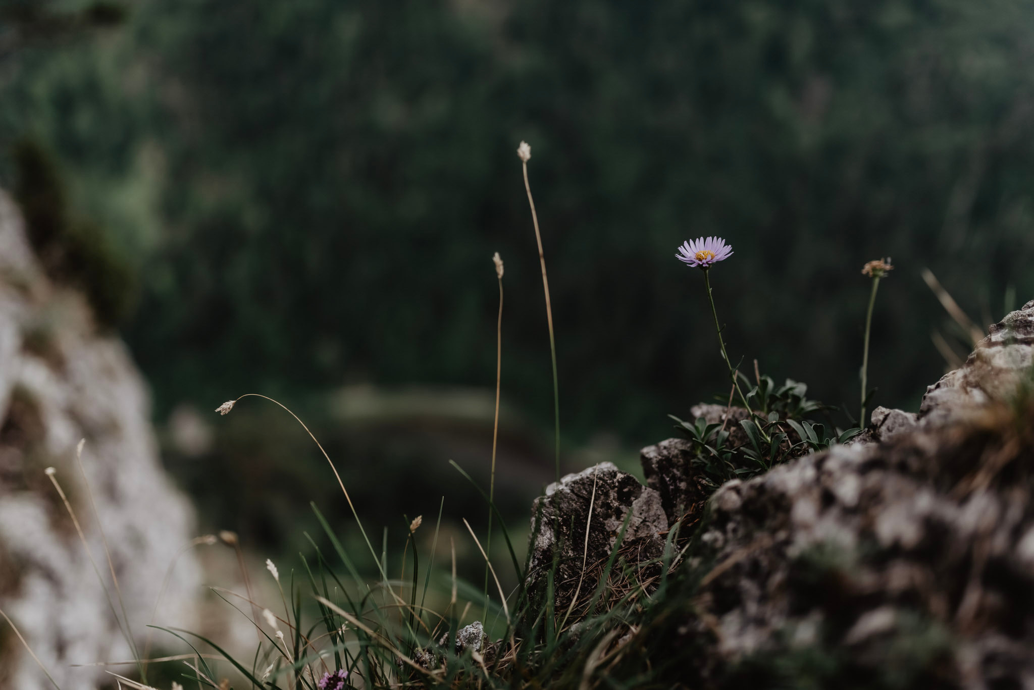 Sylwia & Tomek - Plener Ślubny w Pieninach. Naturalnie pięknie - Klaudia Rowicka