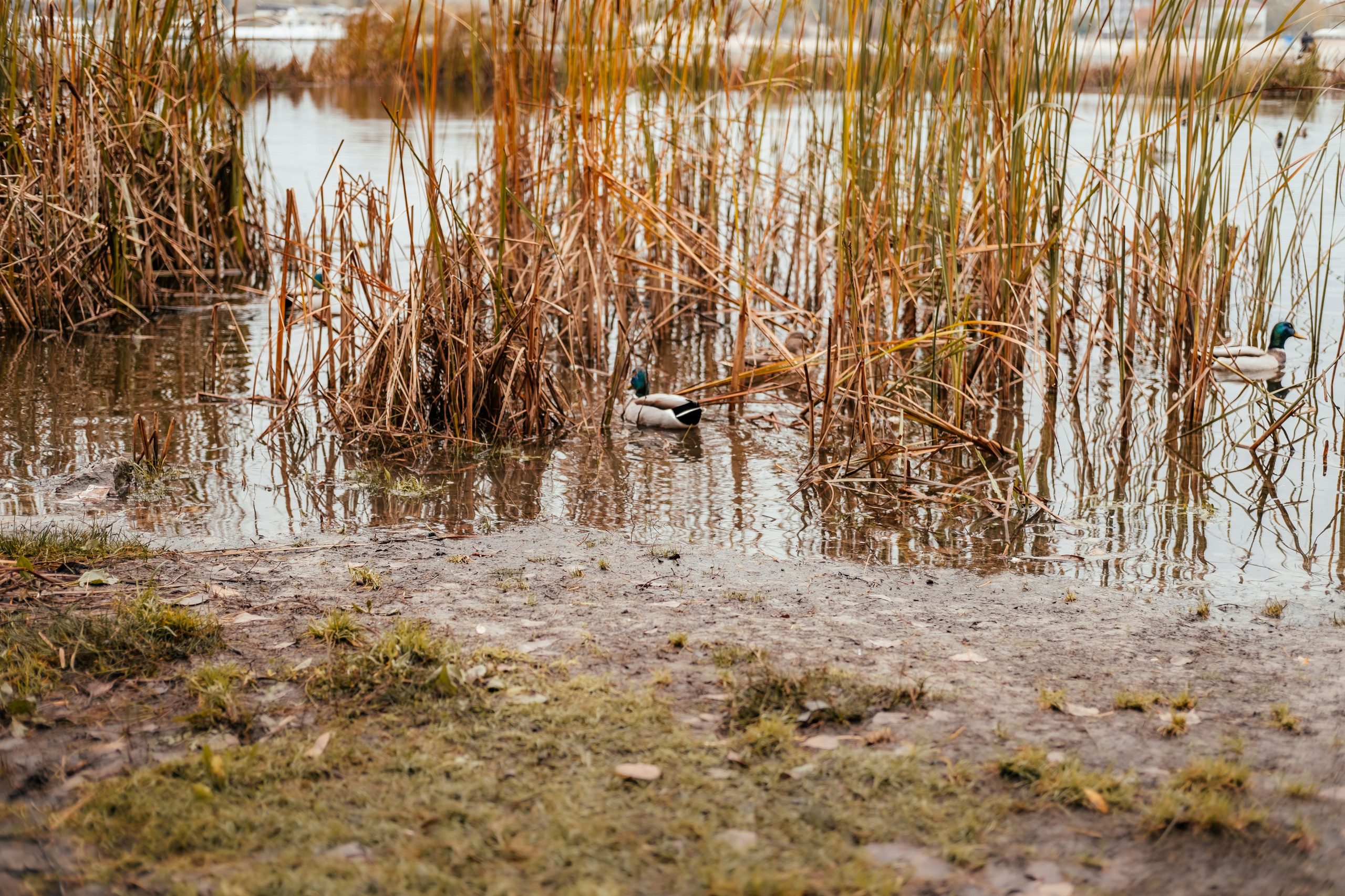 Фотосесії. Сімейний і портретний фотограф у Києві Проценко Алла
