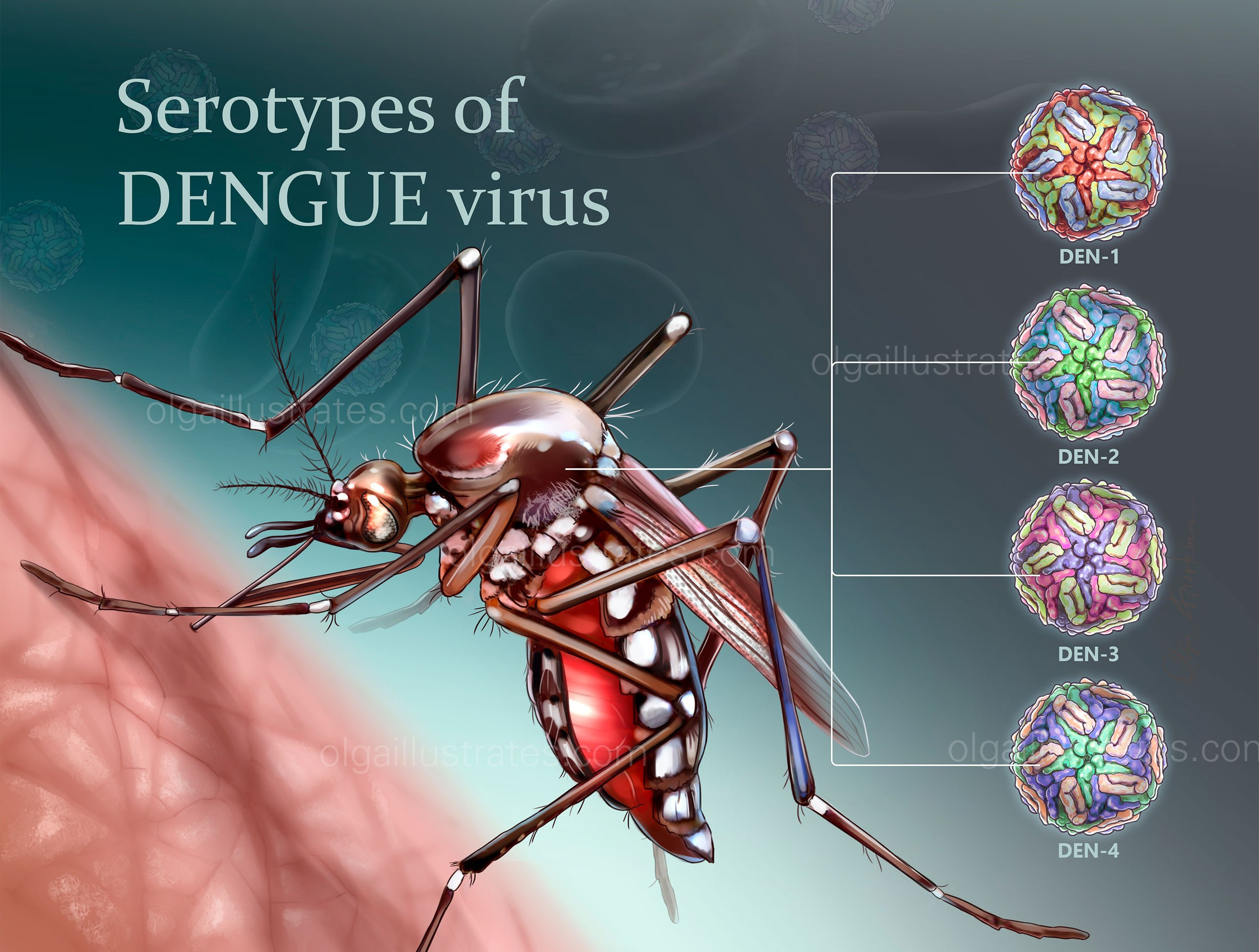 Dengue desease detailed medical poster
