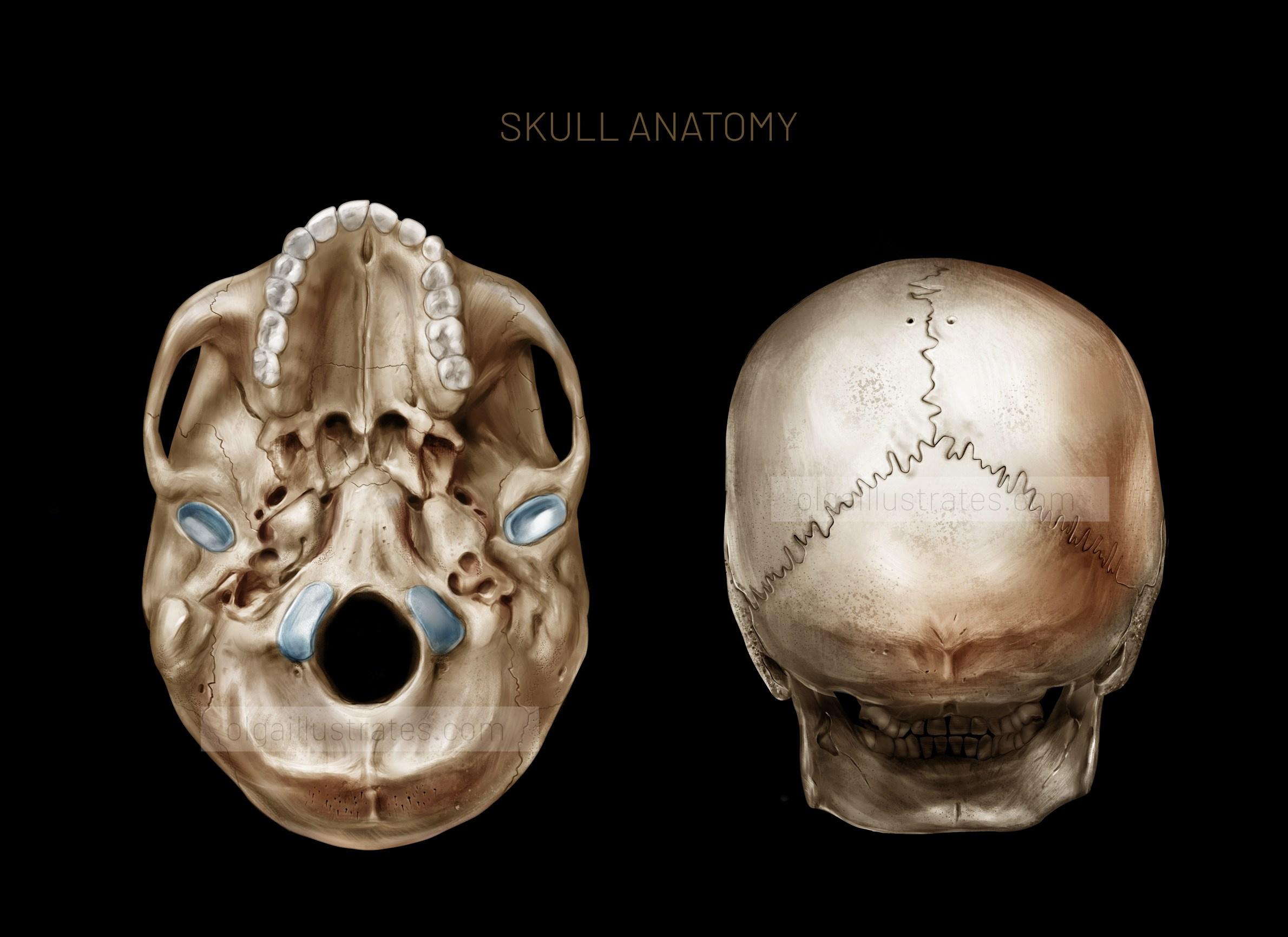Medical illustration of skull anatomy showing a detailed view of the human skull. The image highlights key structures such as the frontal, parietal, and temporal bones, the mandible, and cranial sutures. It visually explains the different bones that form the skull, providing a clear understanding of its anatomy and function.