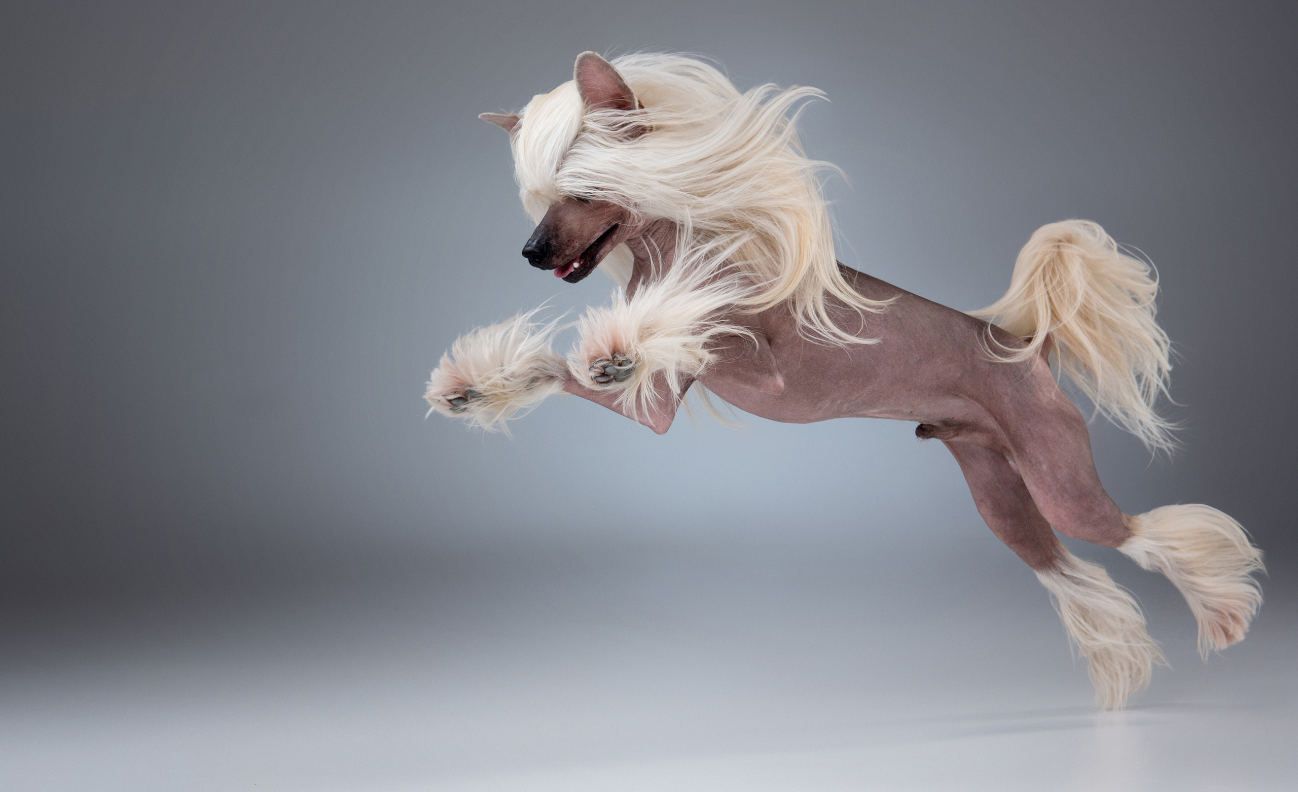 Pet photographer Kateryna Mumzhynska