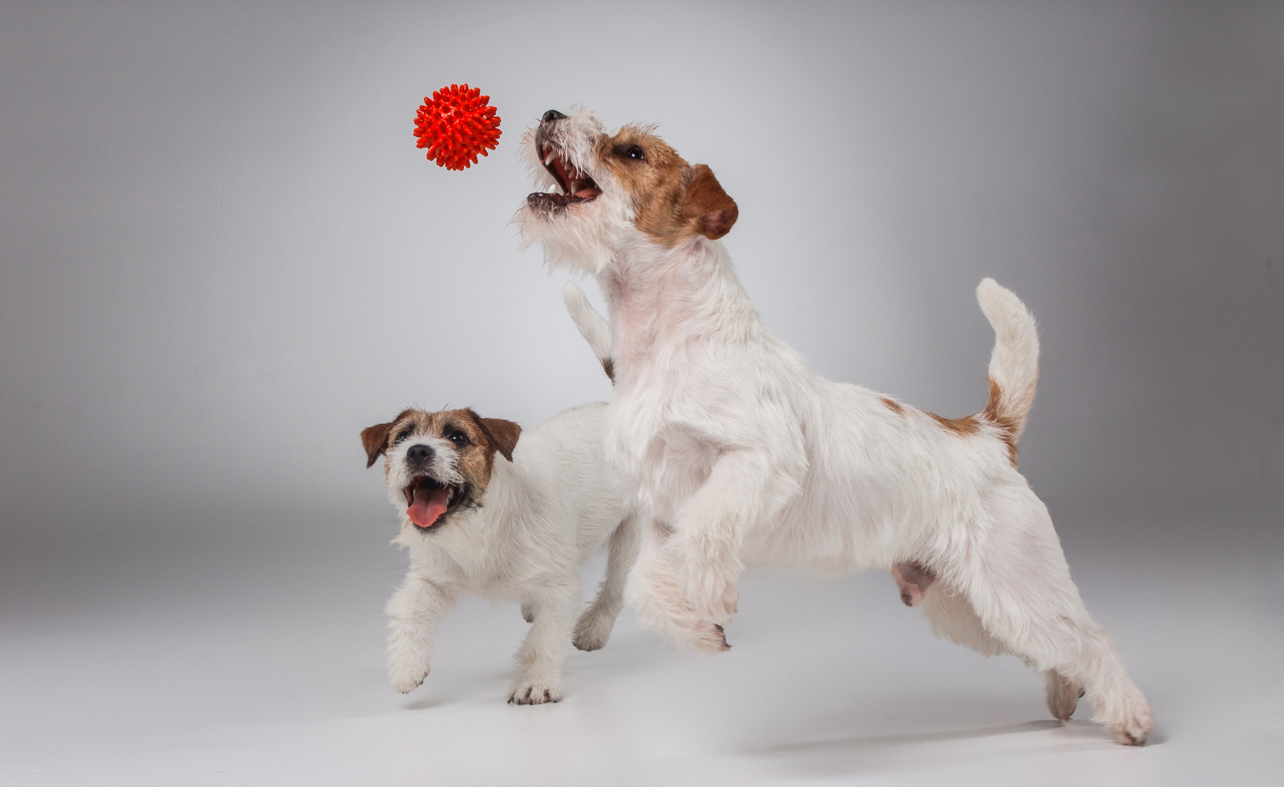 Pet photographer Kateryna Mumzhynska