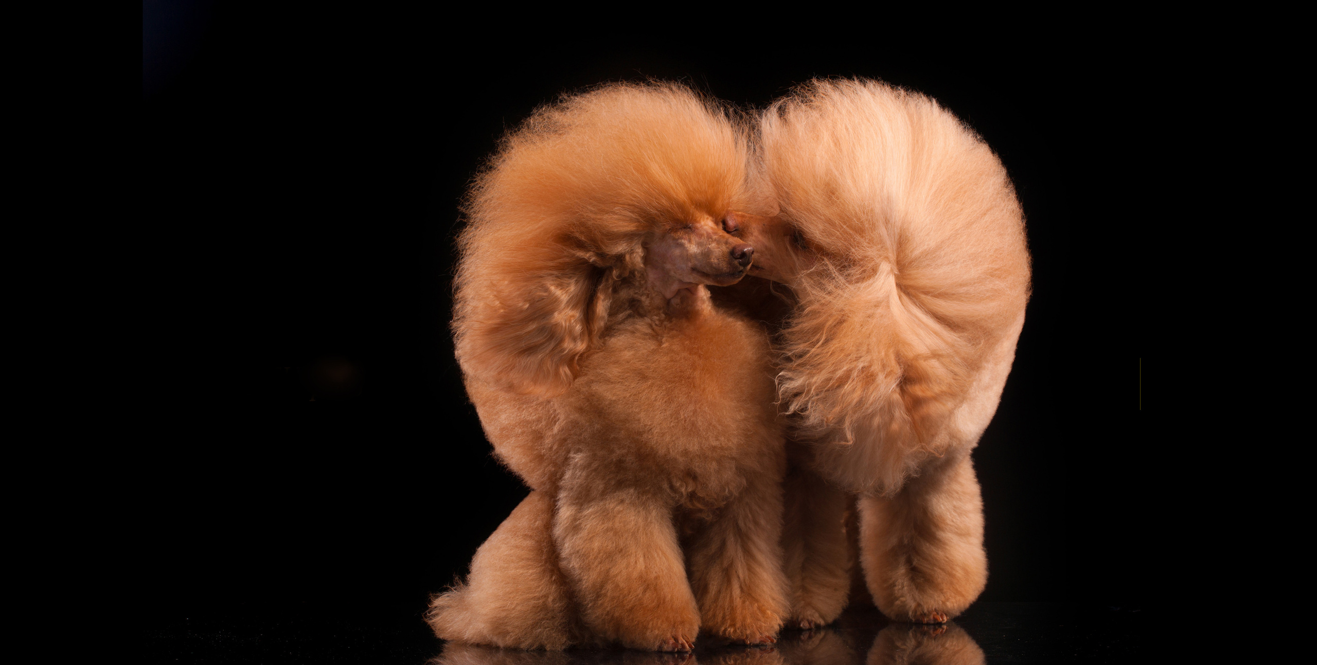 Pet photographer Kateryna Mumzhynska