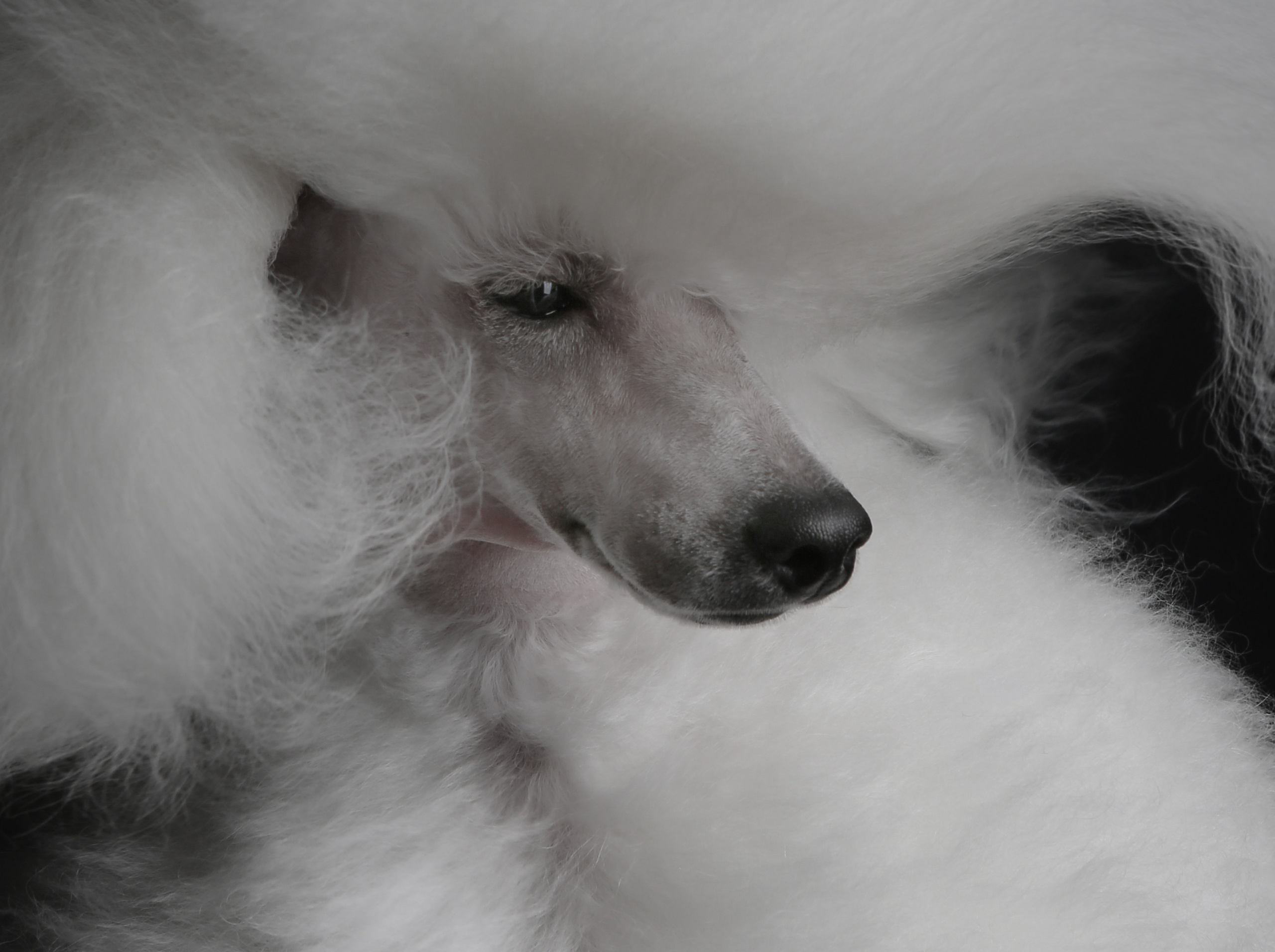 Pet photographer Kateryna Mumzhynska