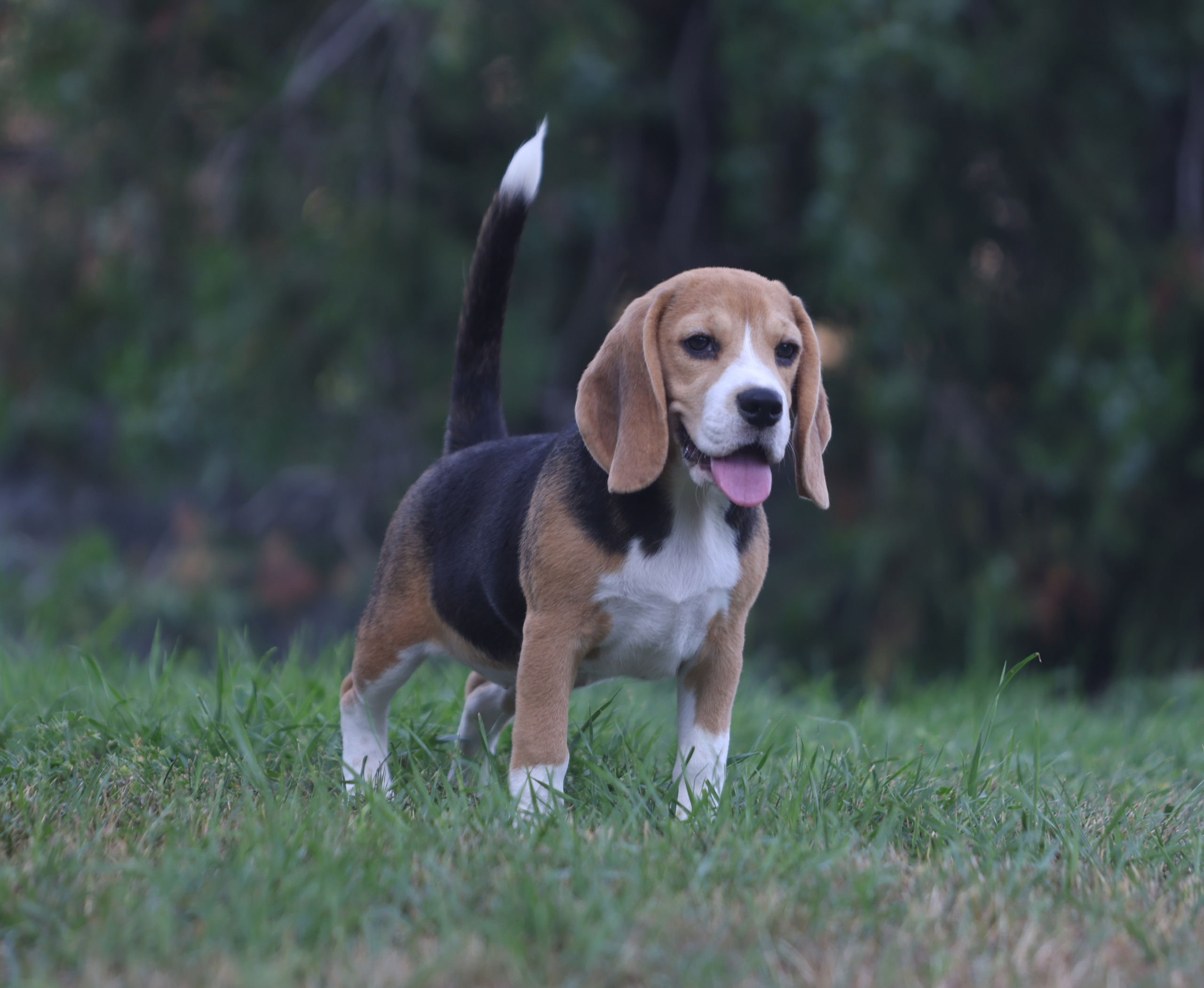 Фіона. Питомник биглей Selesta’s Dreams