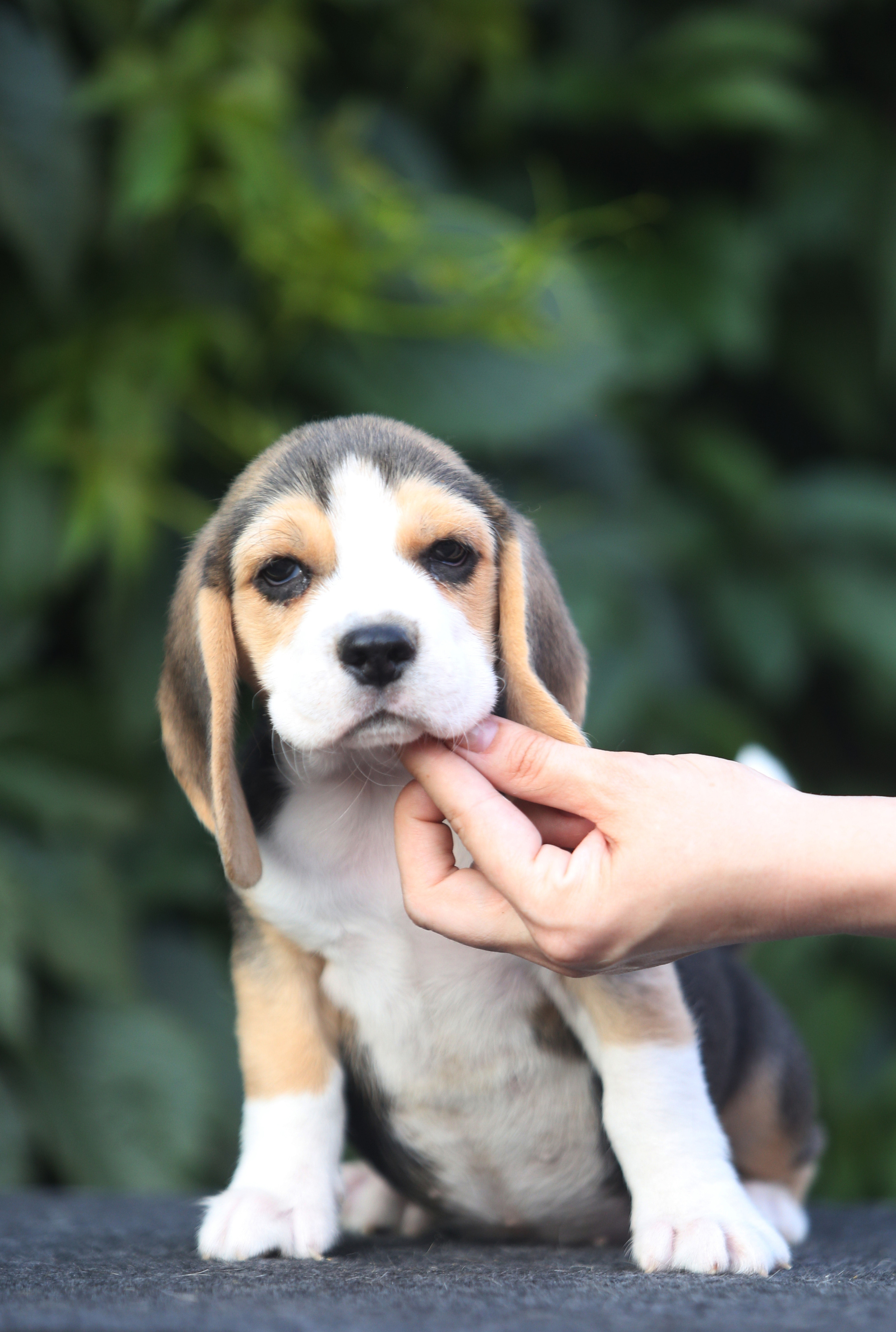 Саша і Ден. Розплідник біглей в Україні