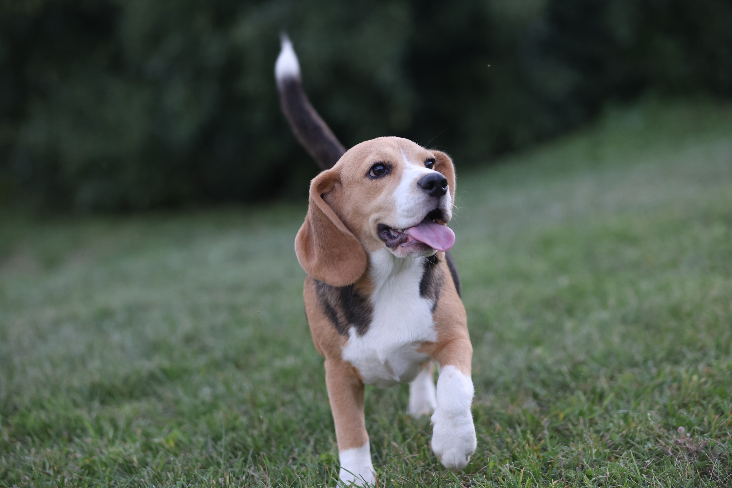 Фіона. Питомник биглей Selesta’s Dreams