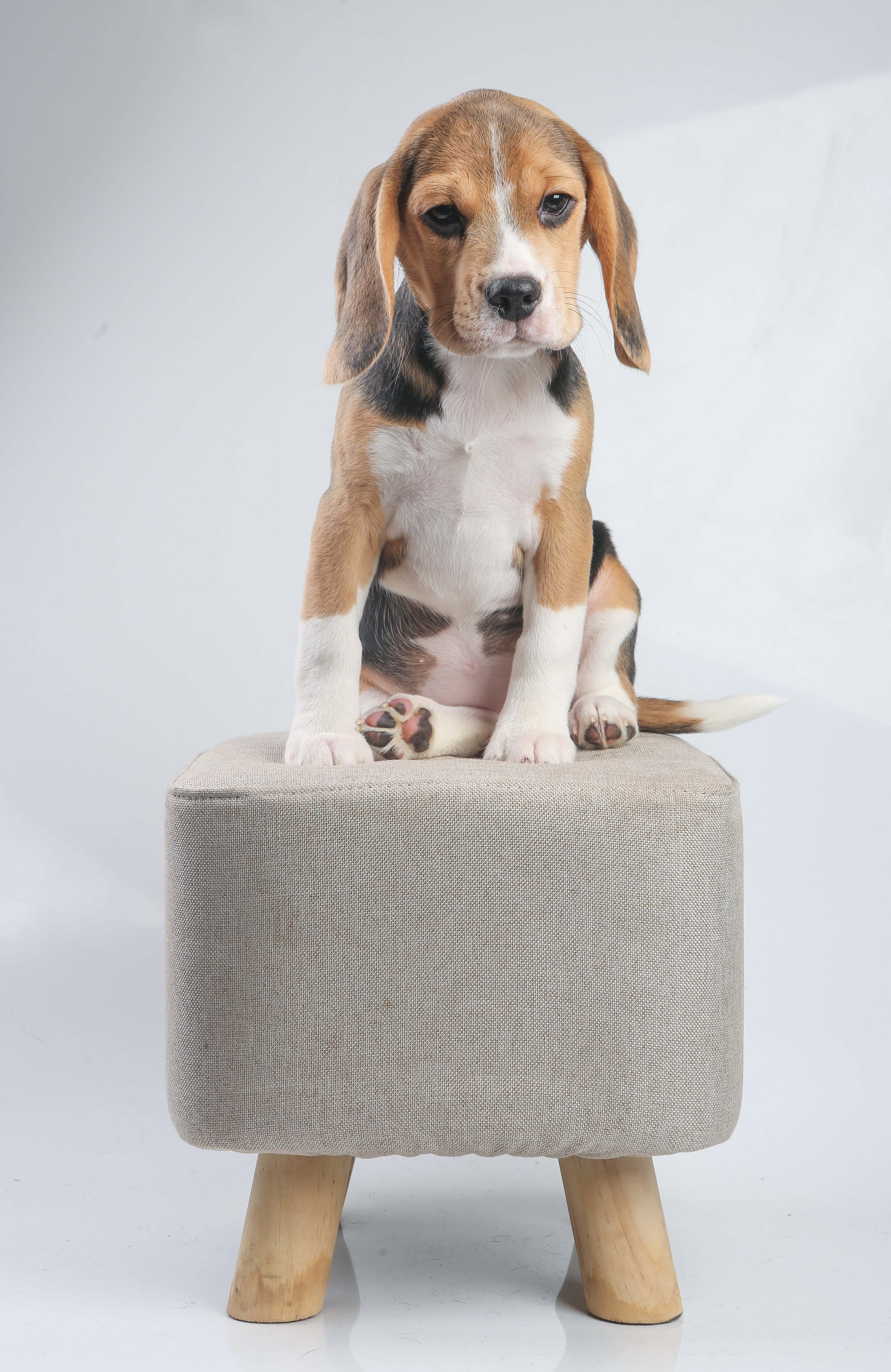 Єрик+Перік. Розплідник біглей в Україні