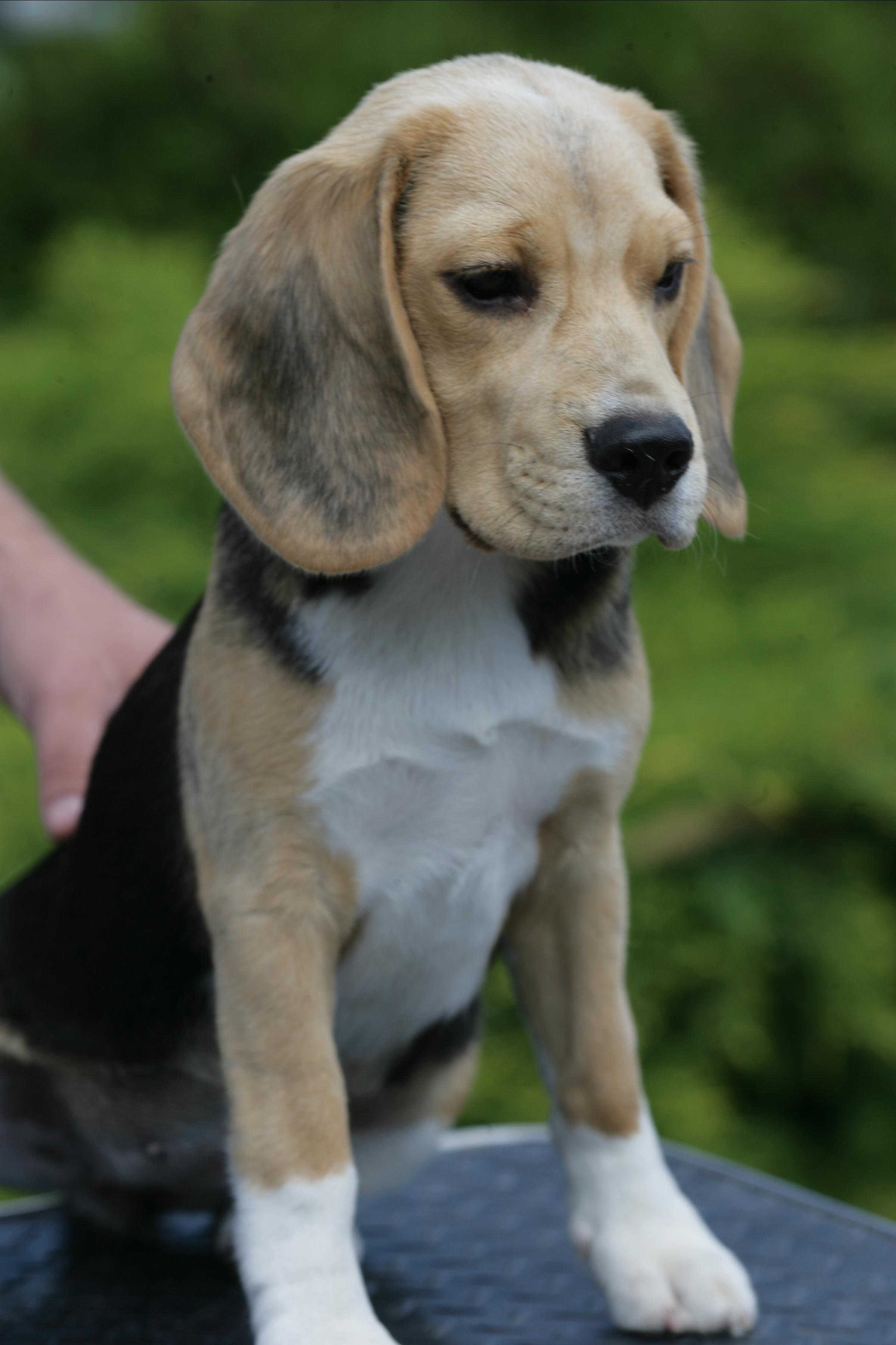 Тіна. Розплідник біглей в Україні