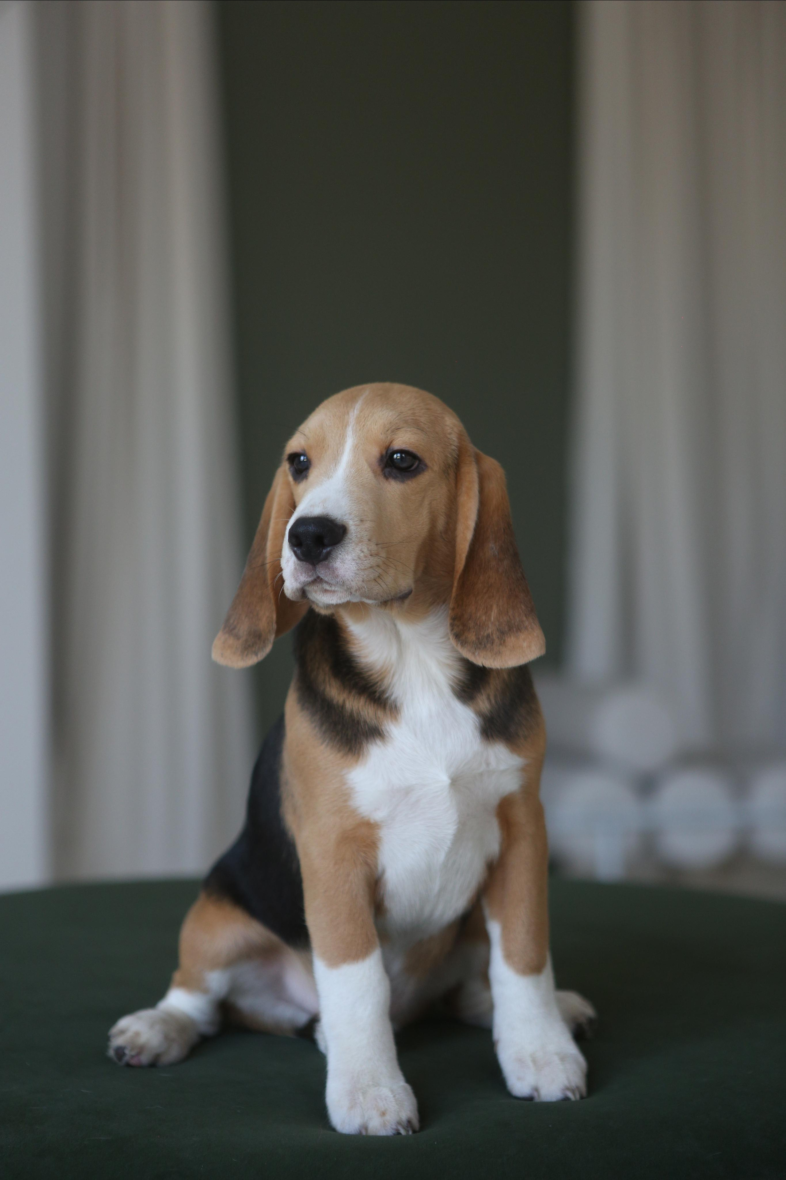 Джони. Питомник биглей Selesta’s Dreams