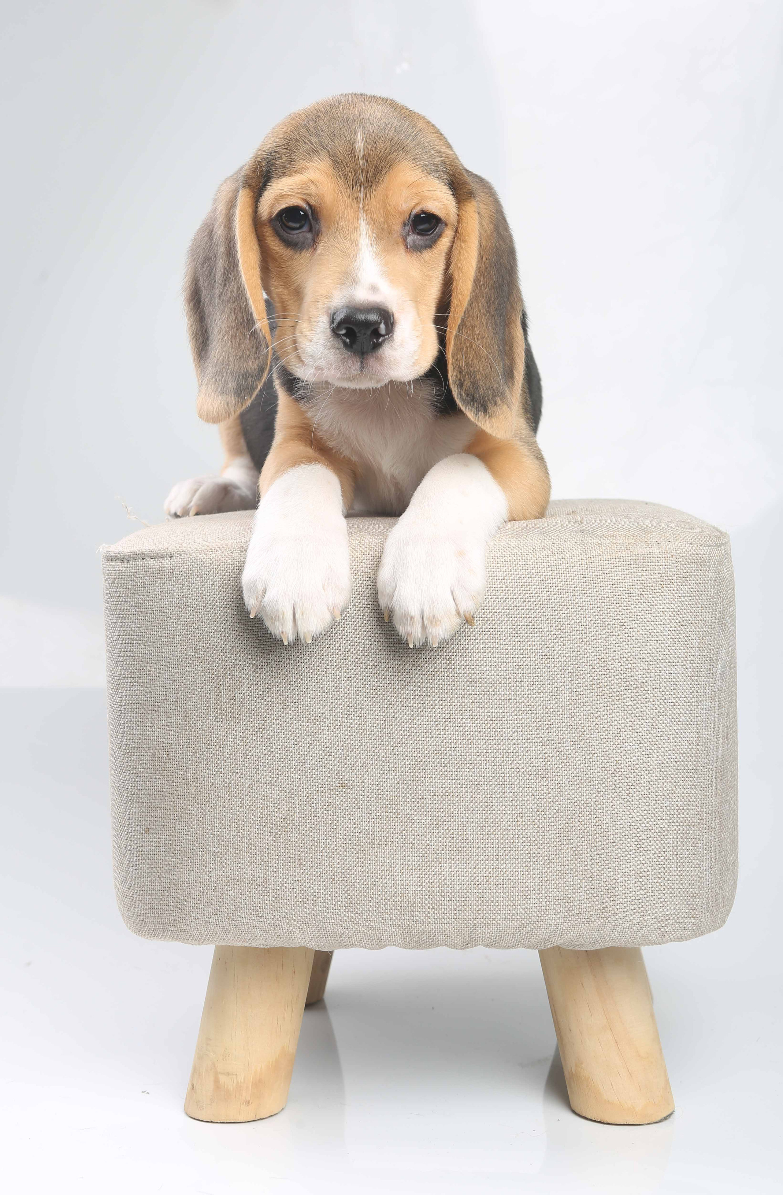 Єрик+Перік. Розплідник біглей в Україні