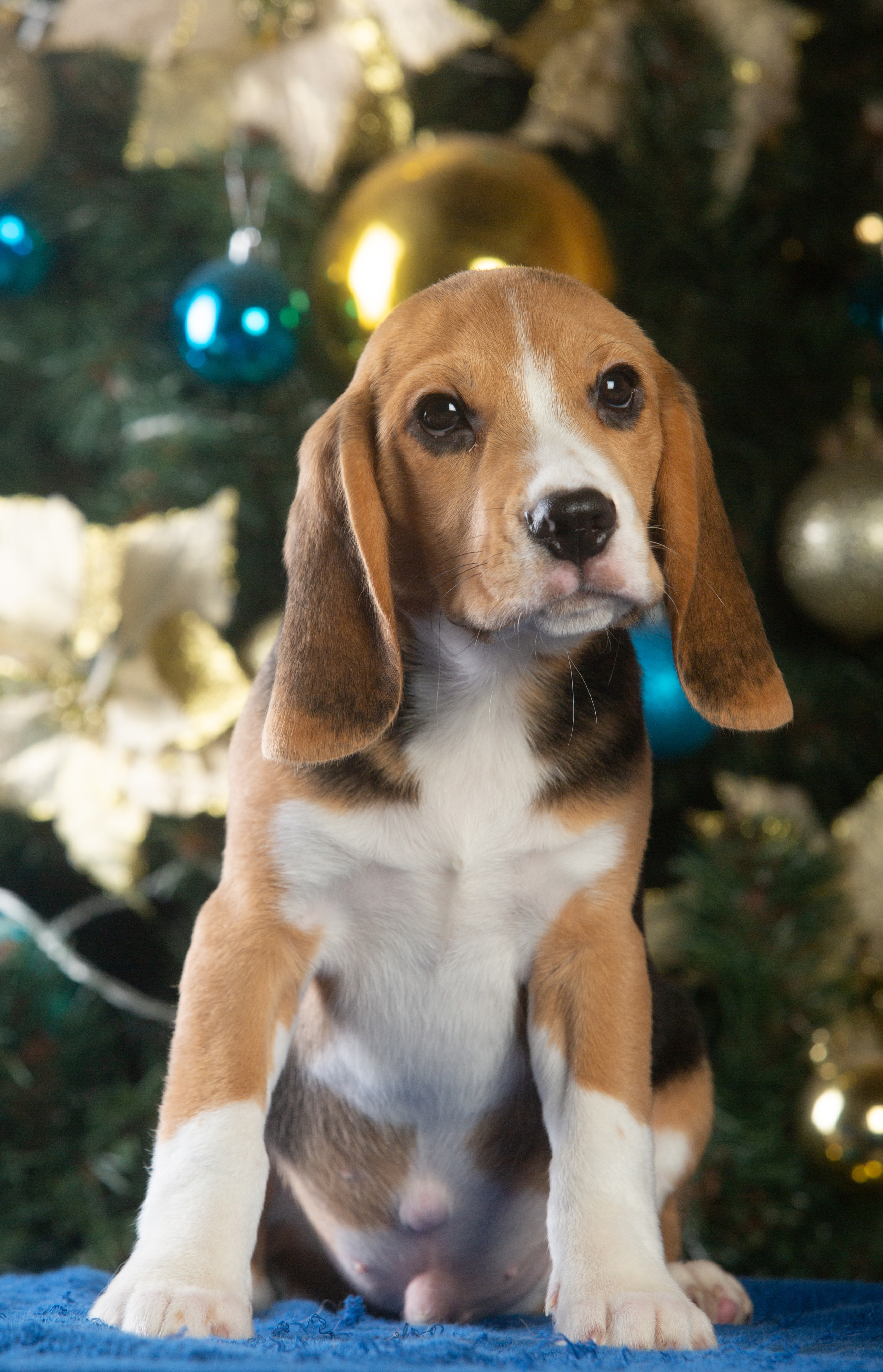 Єрик+Перік. Розплідник біглей в Україні