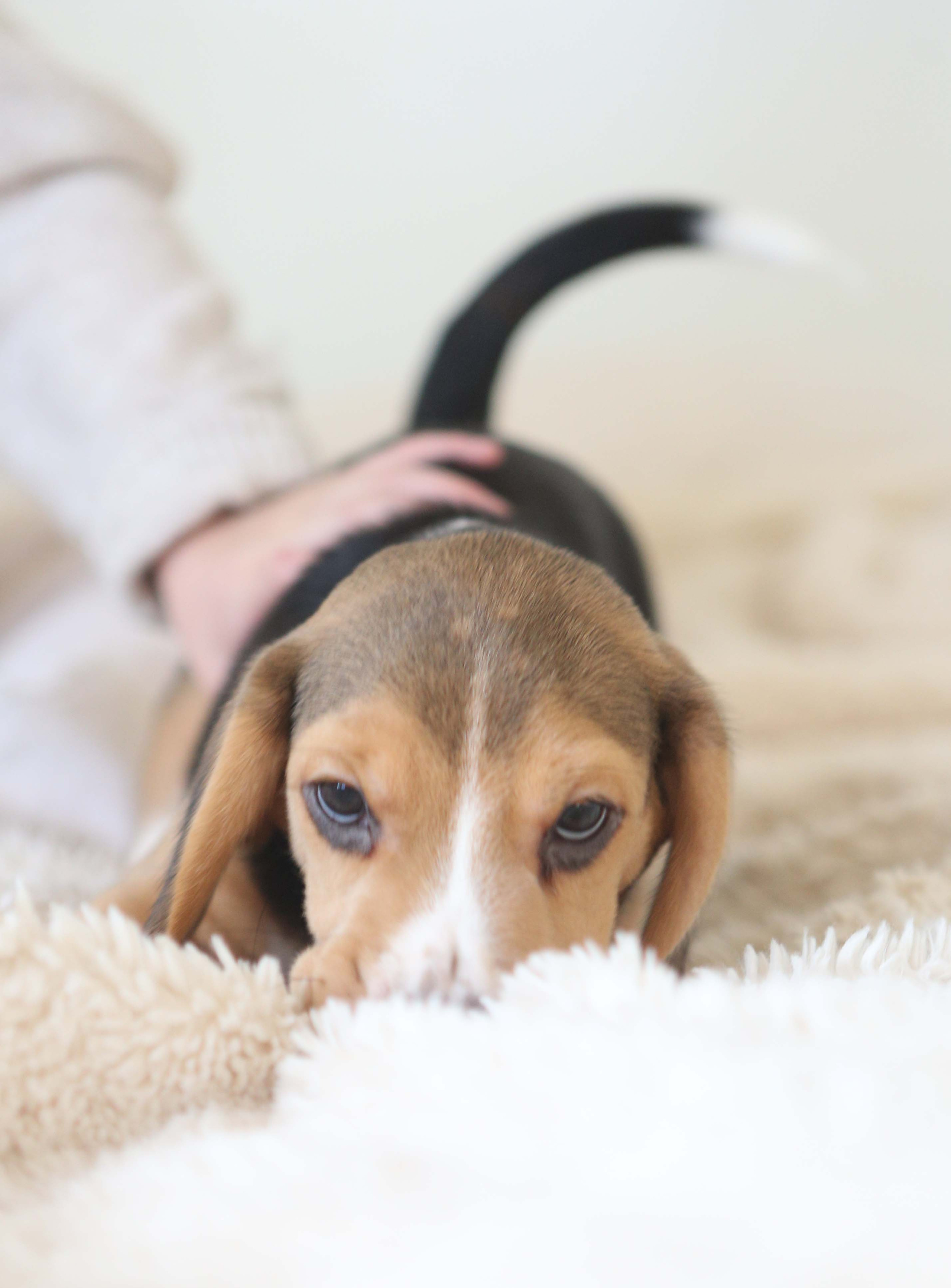 Єрик+Перік. Розплідник біглей в Україні