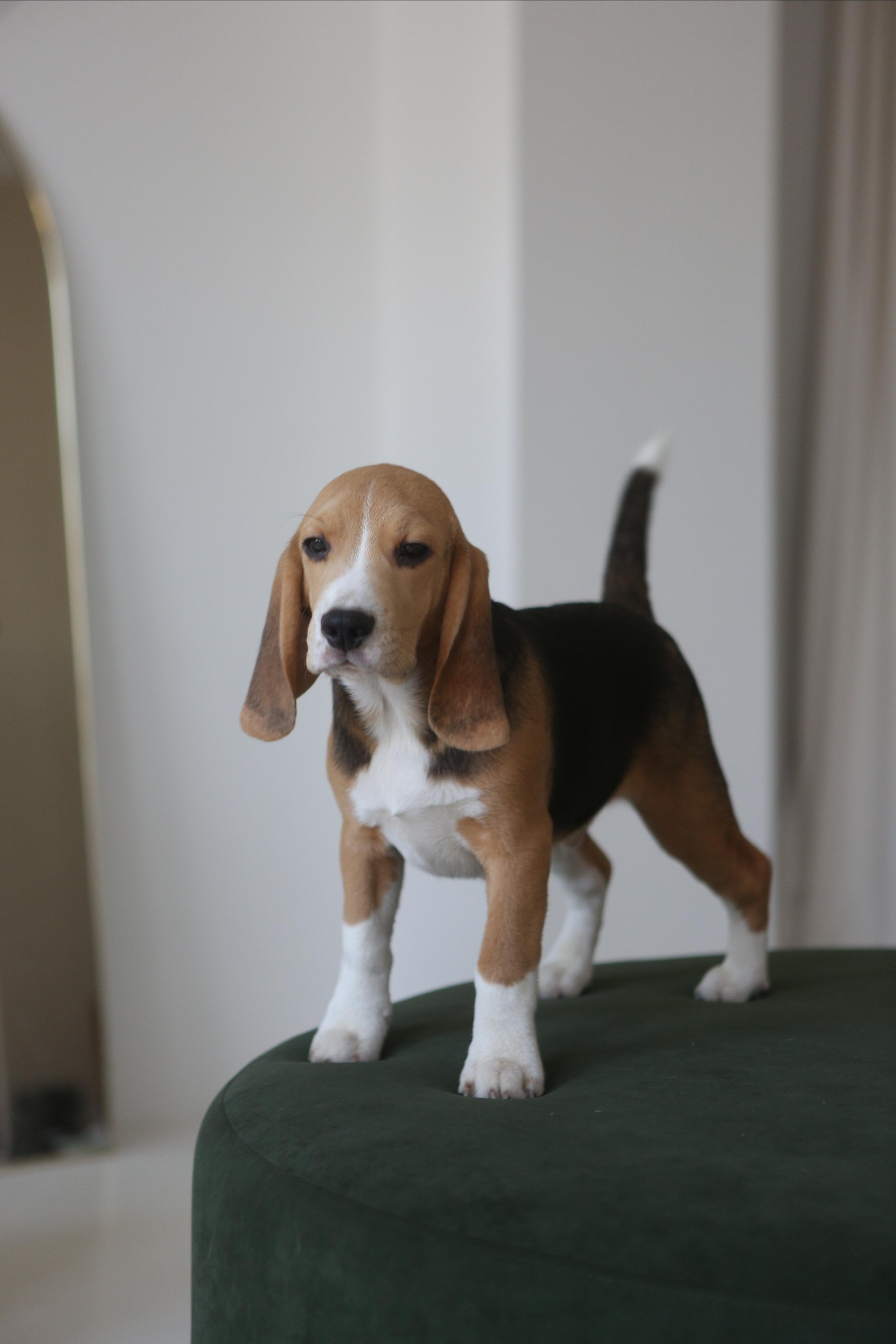 Джони. Питомник биглей Selesta’s Dreams