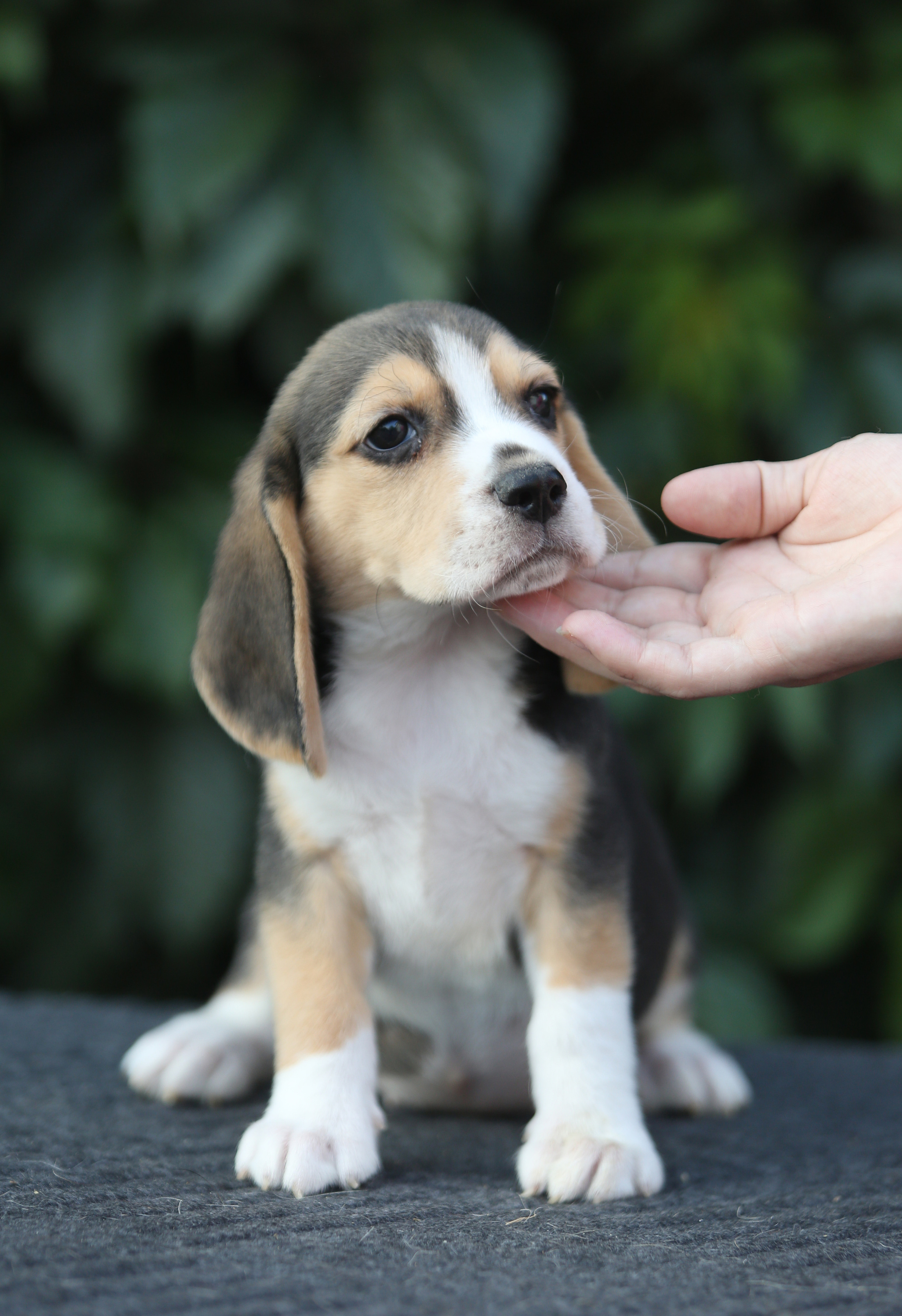 Саша і Ден. Розплідник біглей в Україні