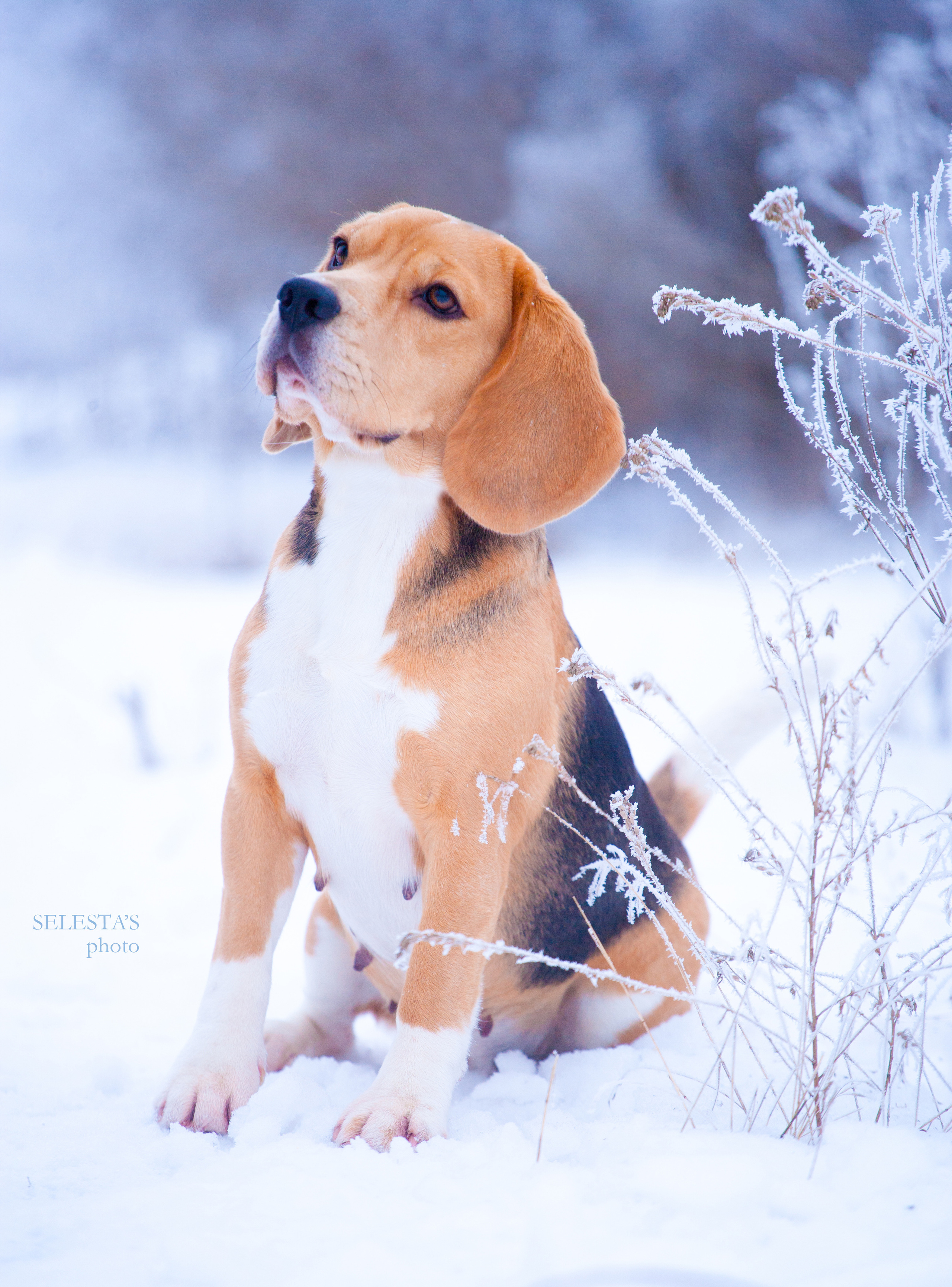 Тіна. Розплідник біглей в Україні
