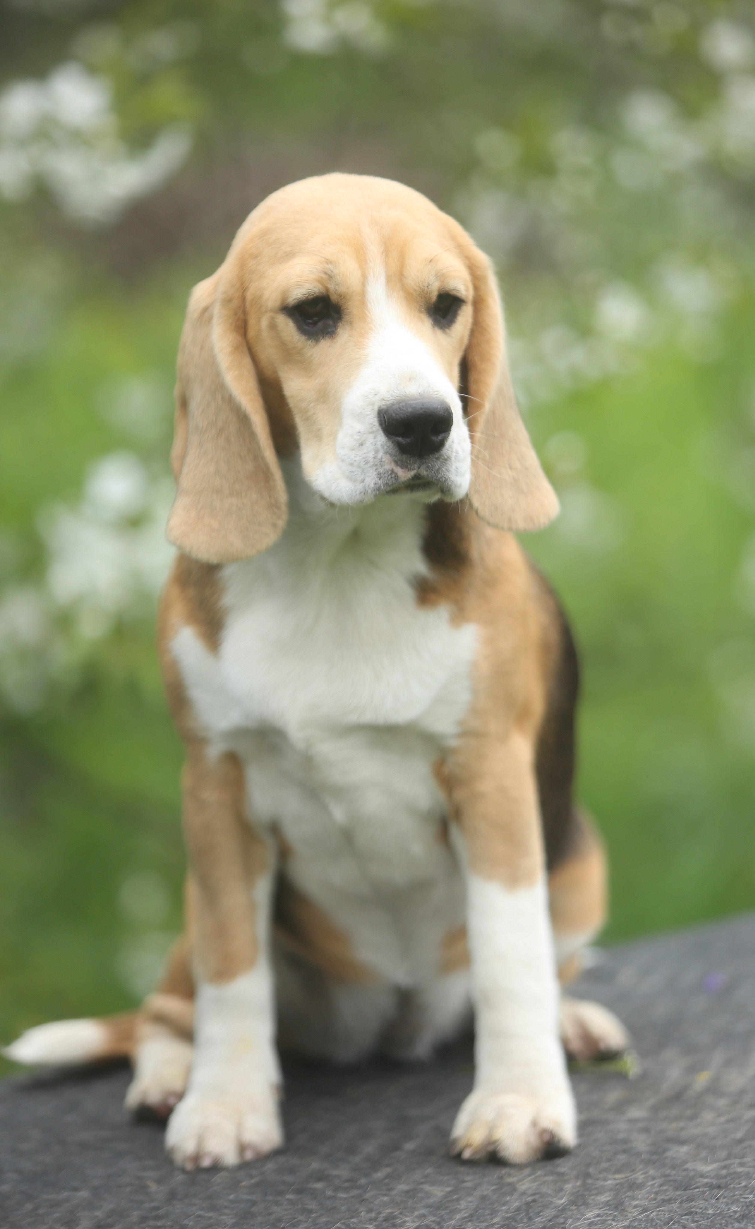 Шайн. Розплідник біглей в Україні
