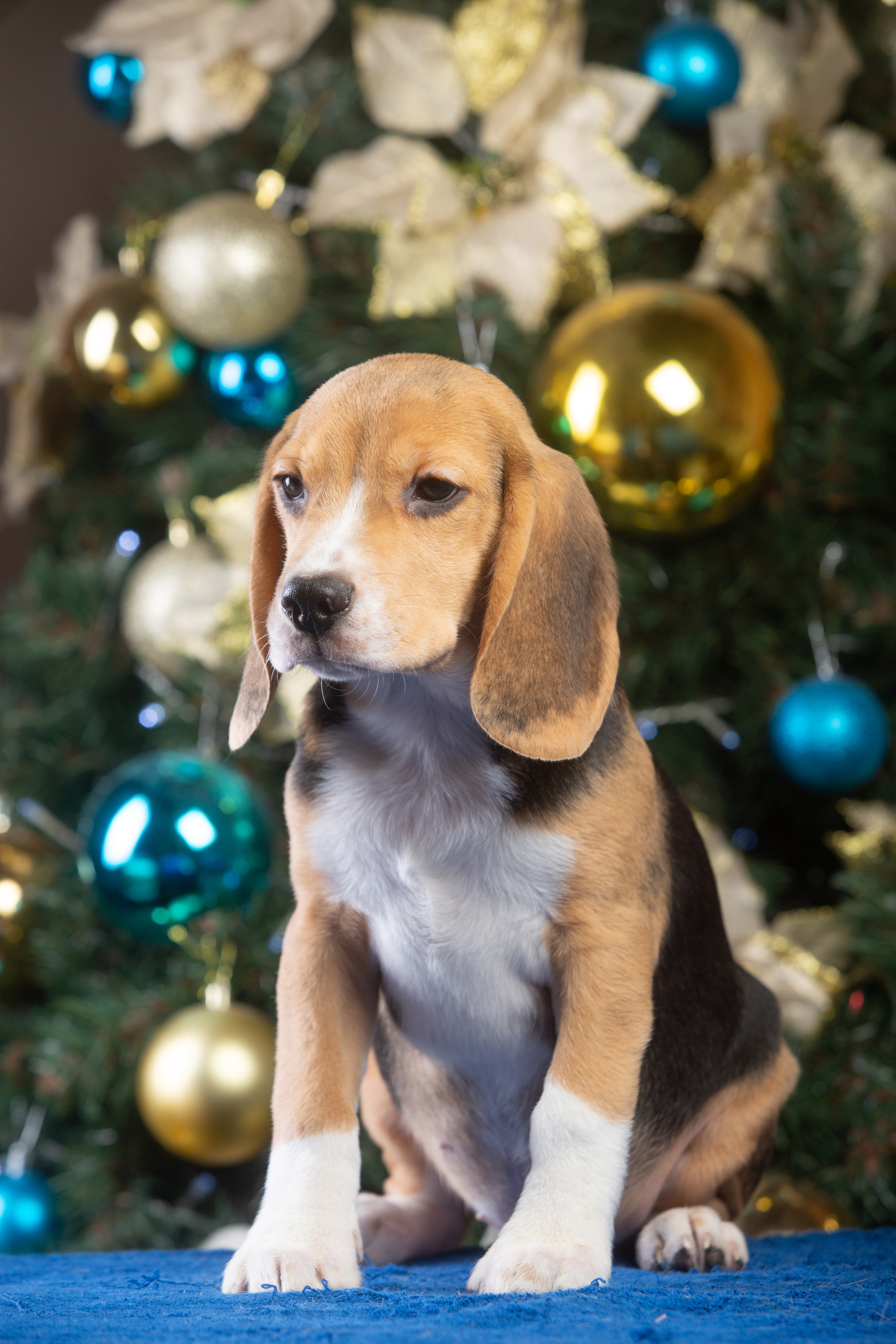 Єрик+Перік. Розплідник біглей в Україні