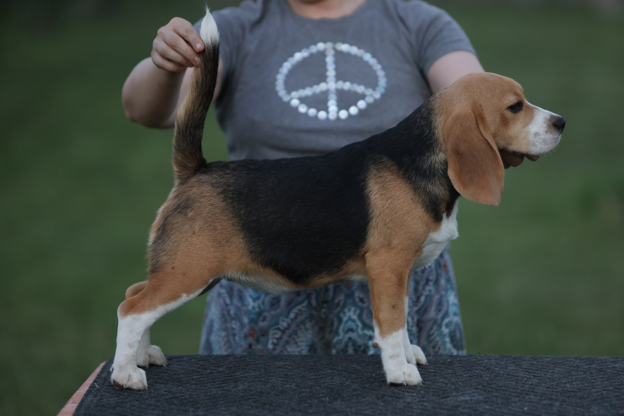 Фіона. Питомник биглей Selesta’s Dreams