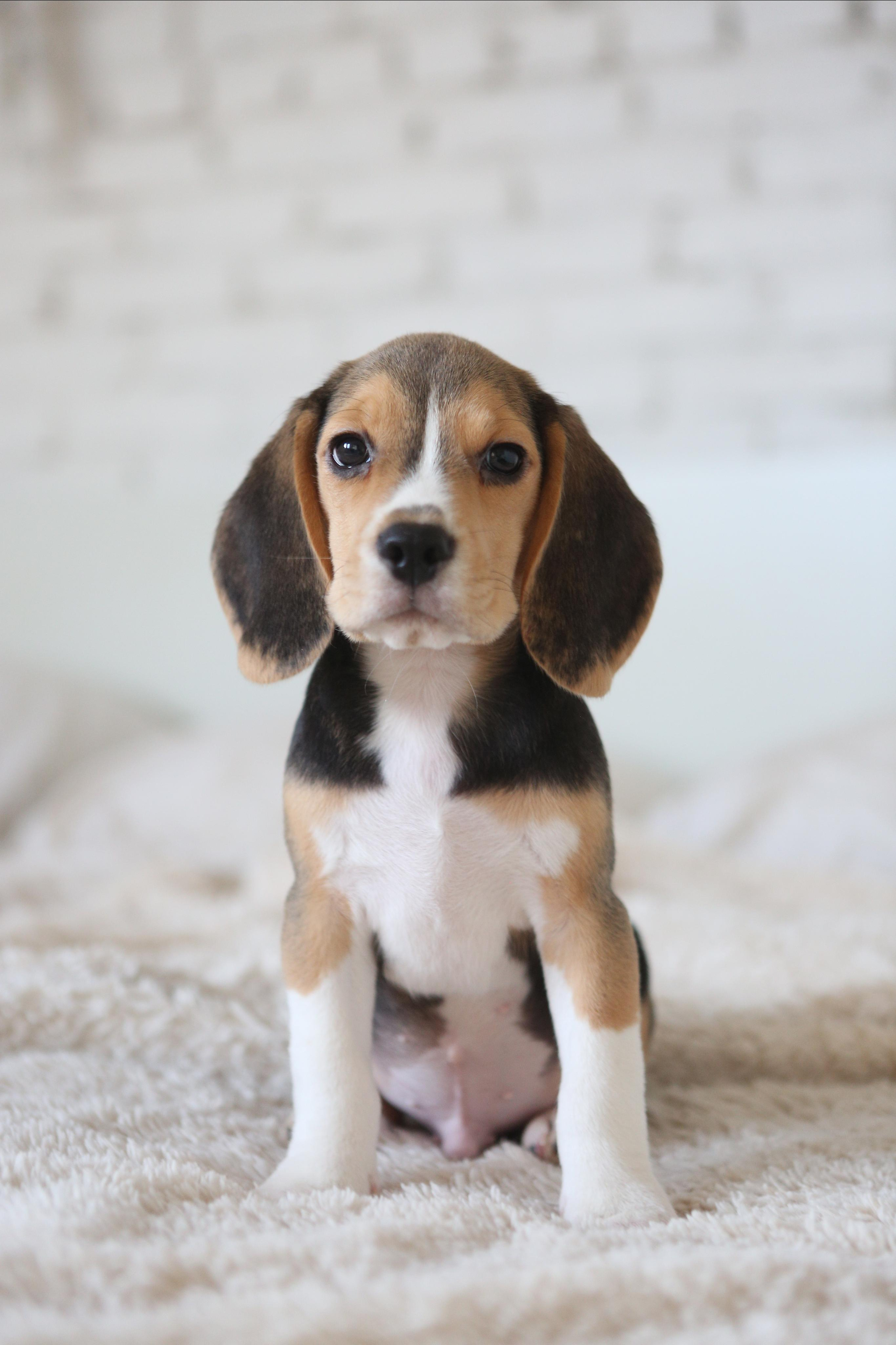 Krepish + Karamel. Питомник биглей Selesta’s Dreams