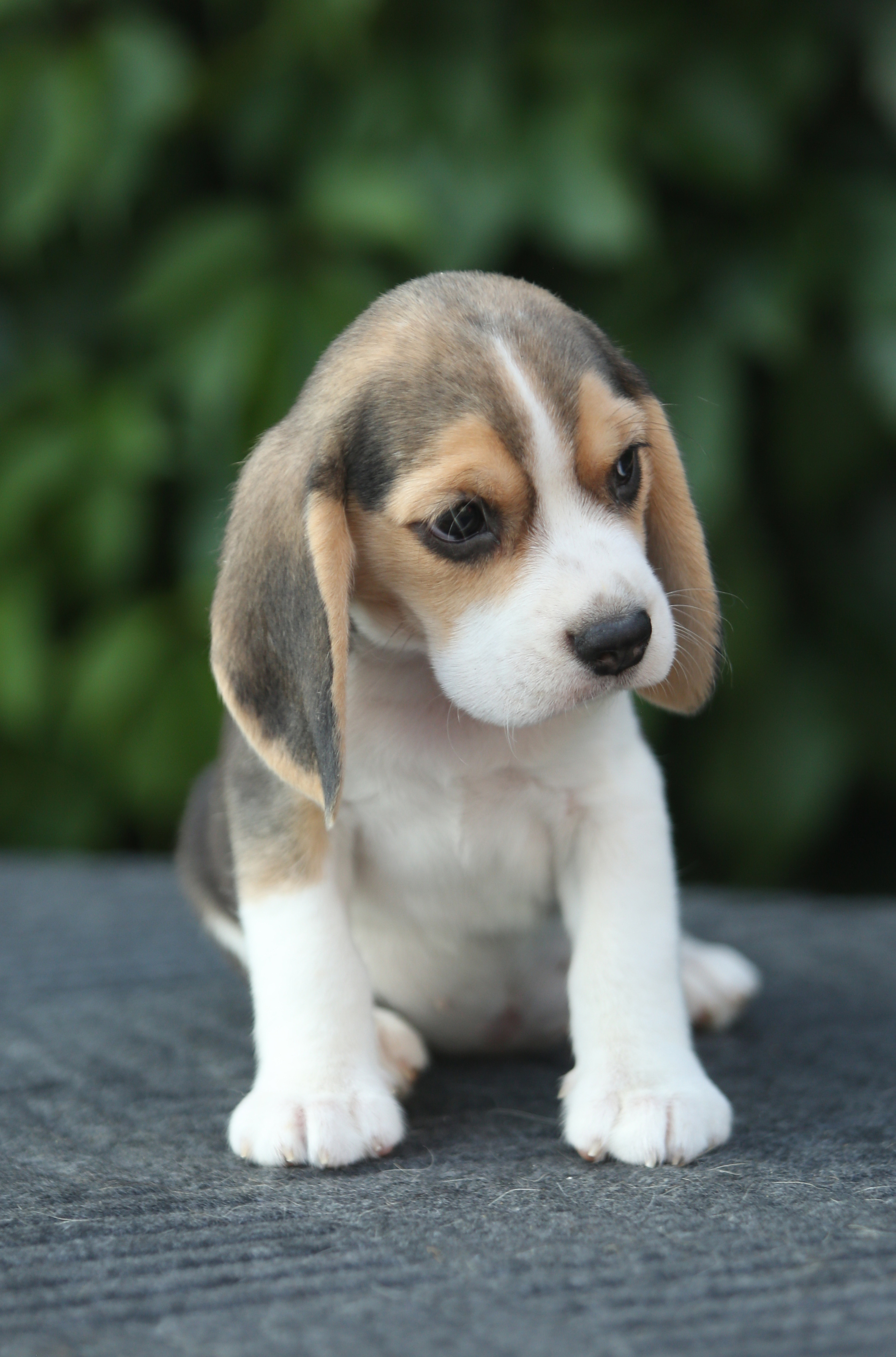 Саша і Ден. Розплідник біглей в Україні