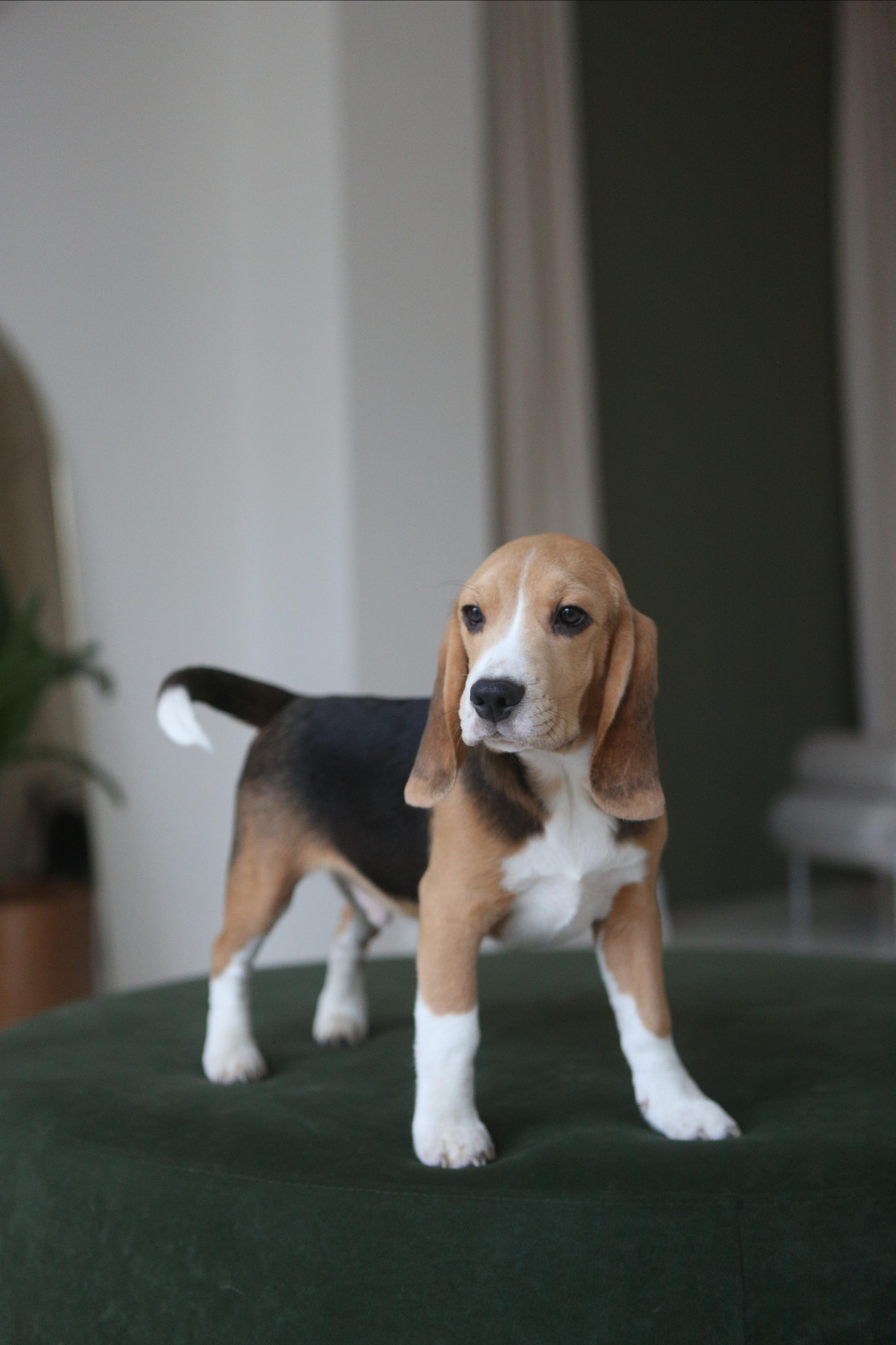 Джони. Питомник биглей Selesta’s Dreams