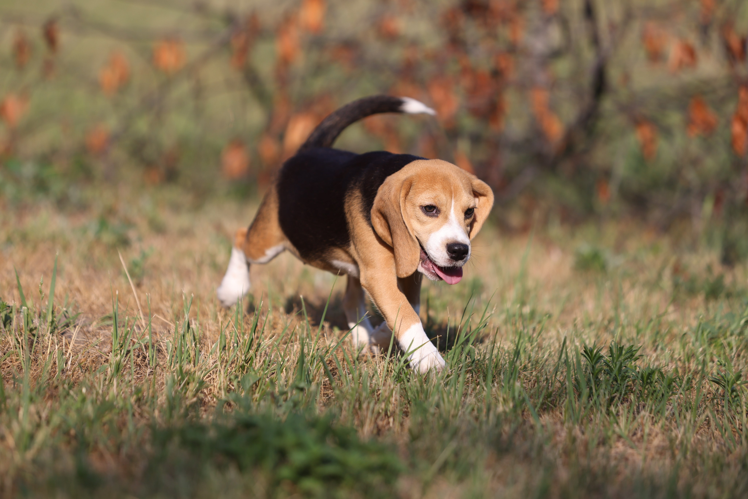 Фіона. Питомник биглей Selesta’s Dreams