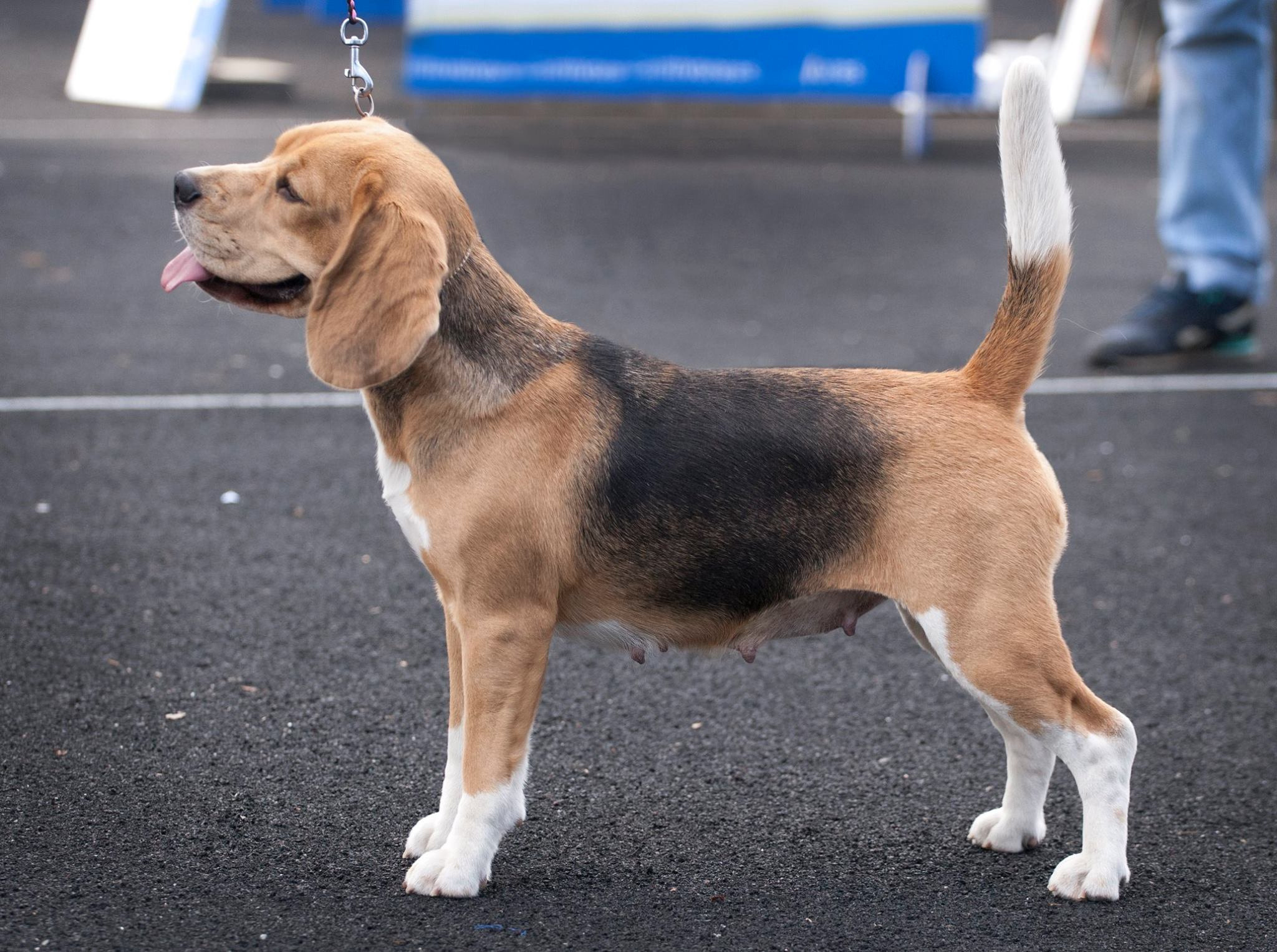 Тіна. Розплідник біглей в Україні