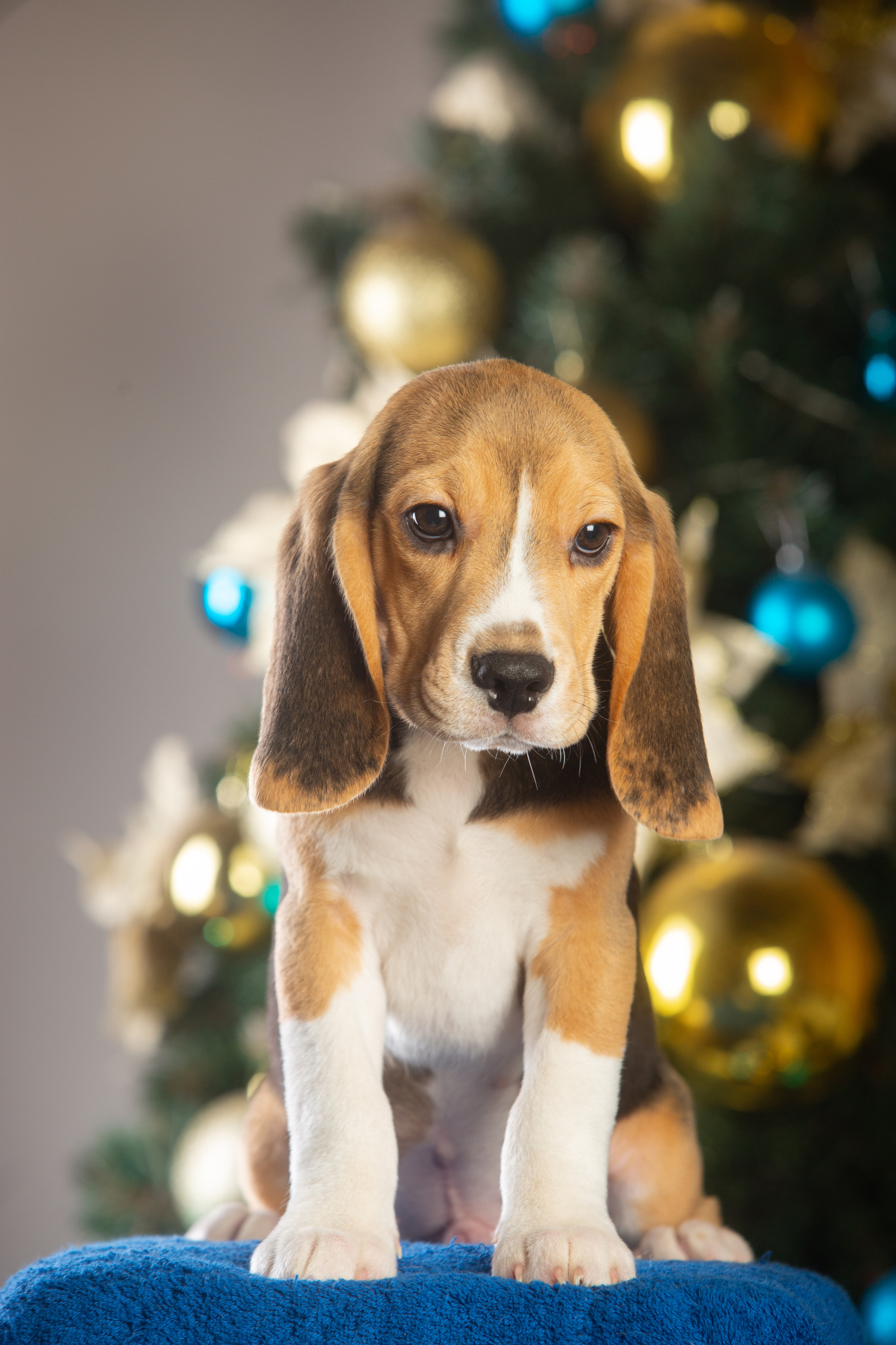 Krepish + Karamel. Питомник биглей Selesta’s Dreams