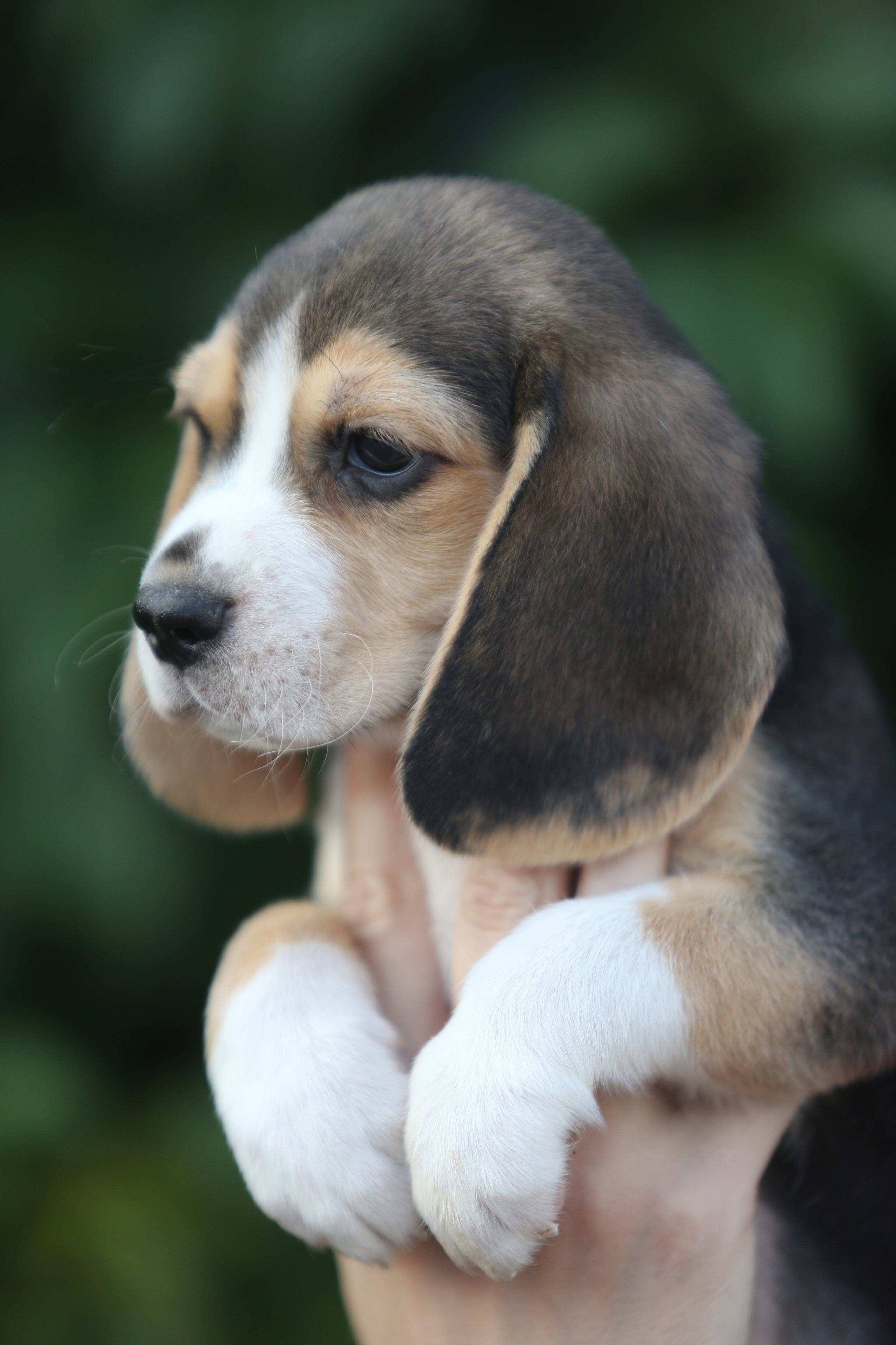 Саша і Ден. Розплідник біглей в Україні