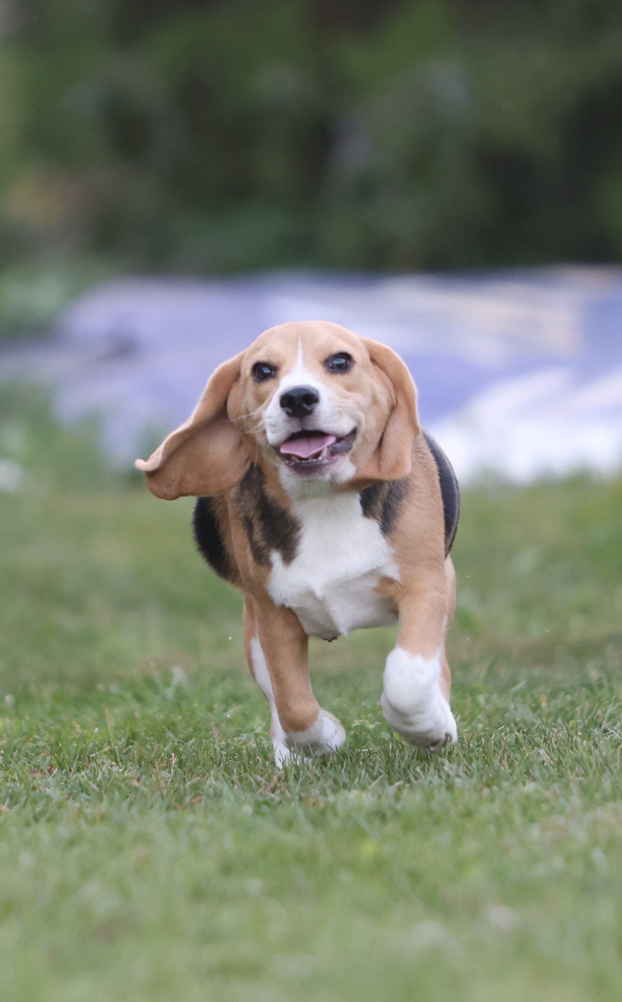 Фіона. Питомник биглей Selesta’s Dreams